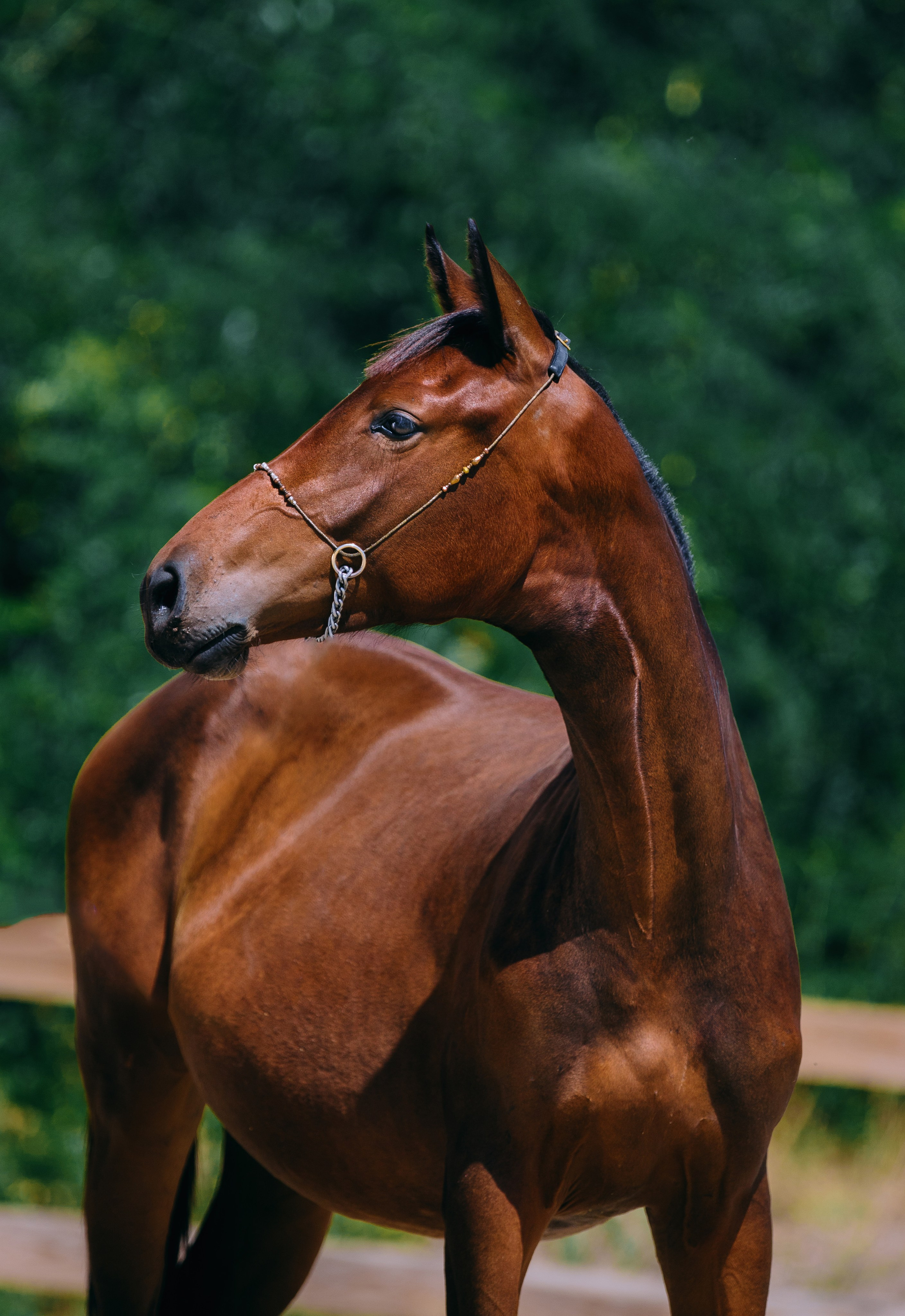 На природе. Фотограф-анималист Ксендзова Кристина