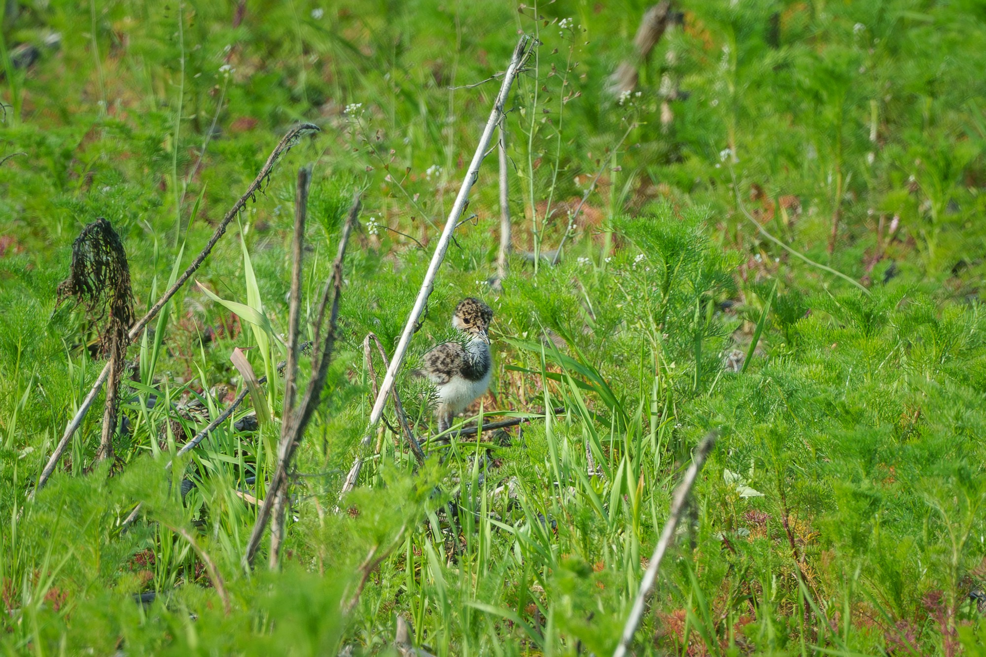 Удивительные мир птиц. Вокруг нас столько прекрасного — присмотритесь!. Ваш личный фотограф Марина Волкова