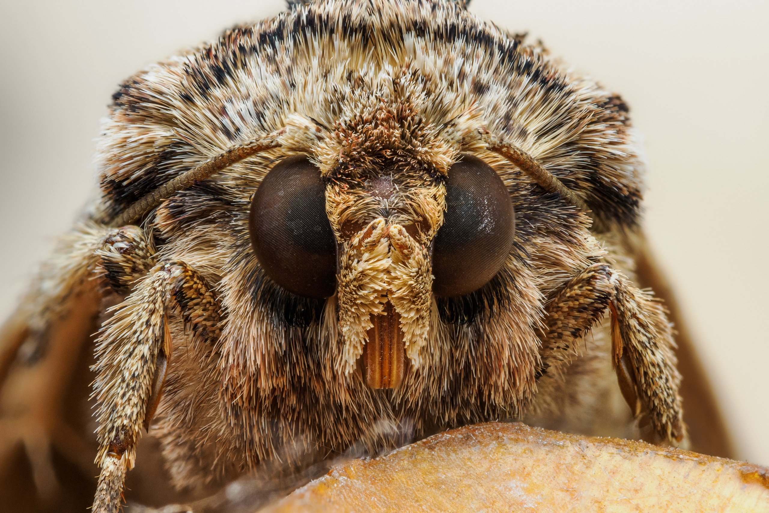 Портрет бабочки совка большая полевая на дереве