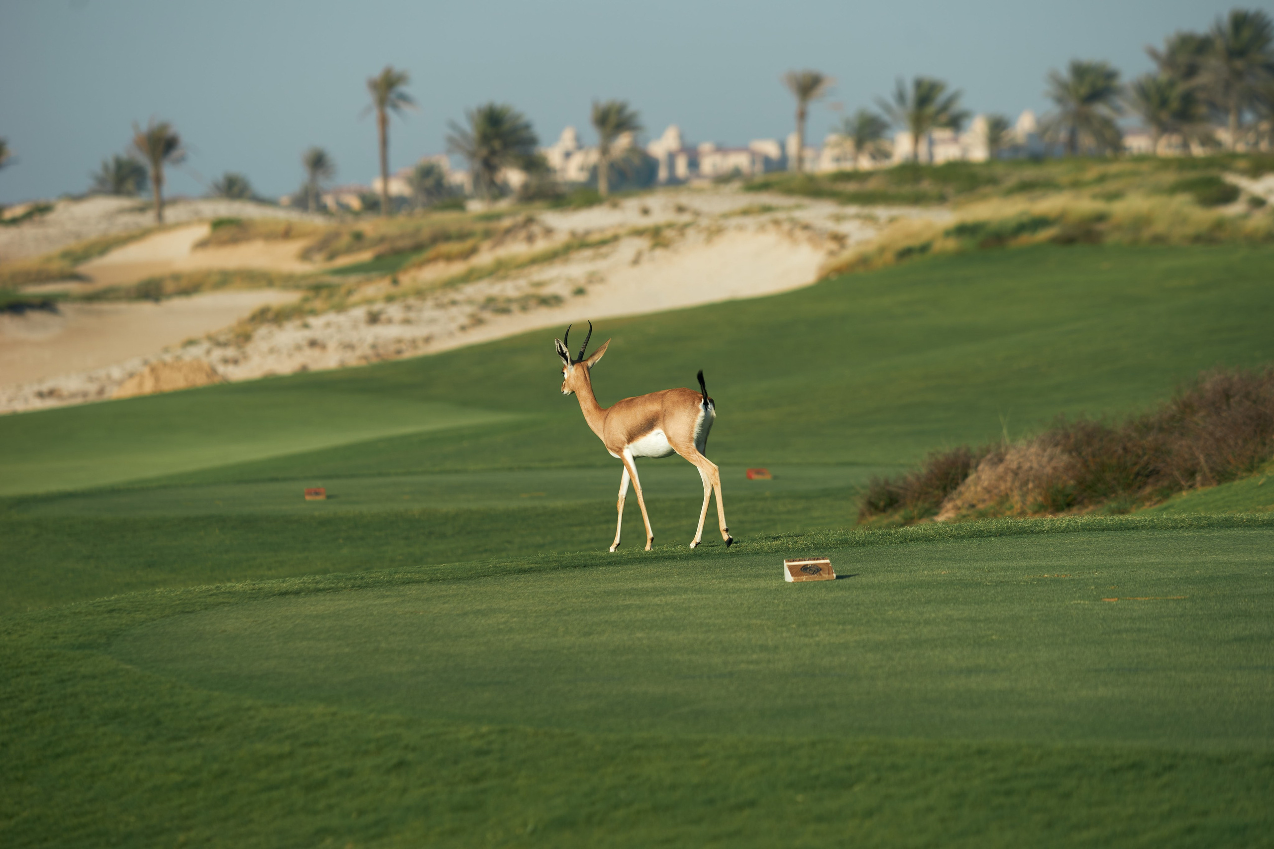 UAE GOLF. Фотограф Наталья Леонова