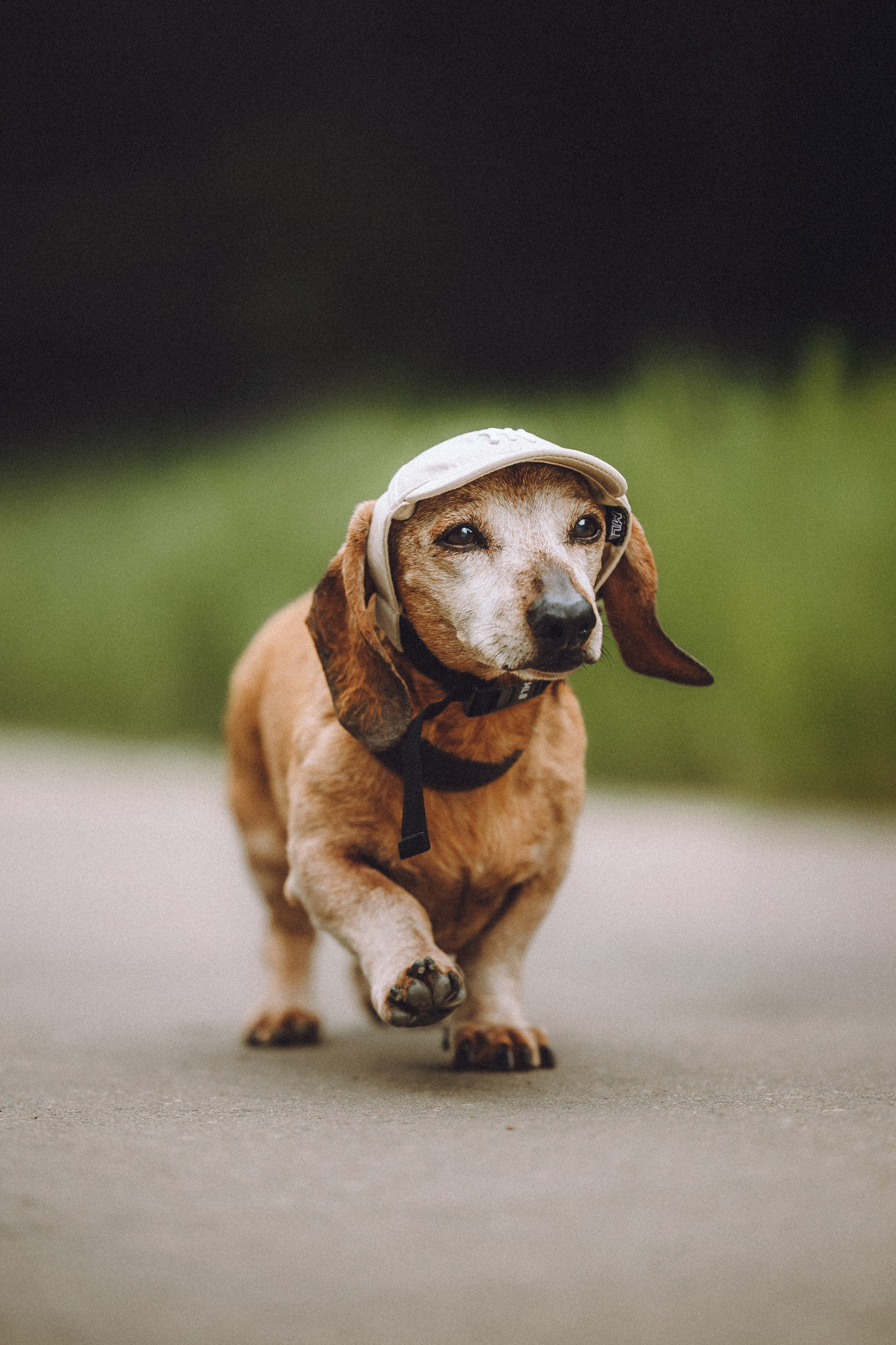 Груша, Данни, Фунтик и их семья