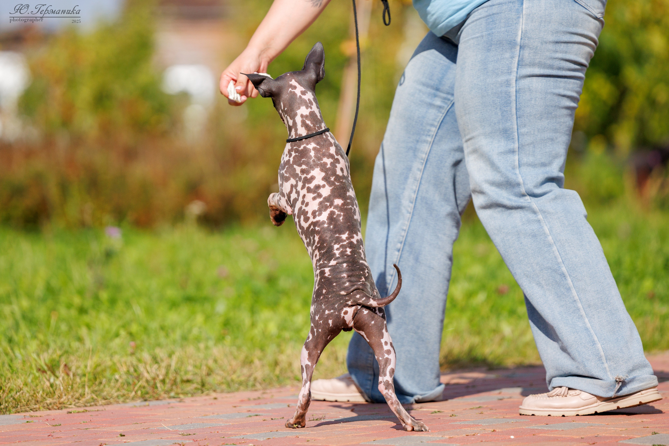 Переславль 5-7.08.2025. Фотограф-анималист Юлия Германика