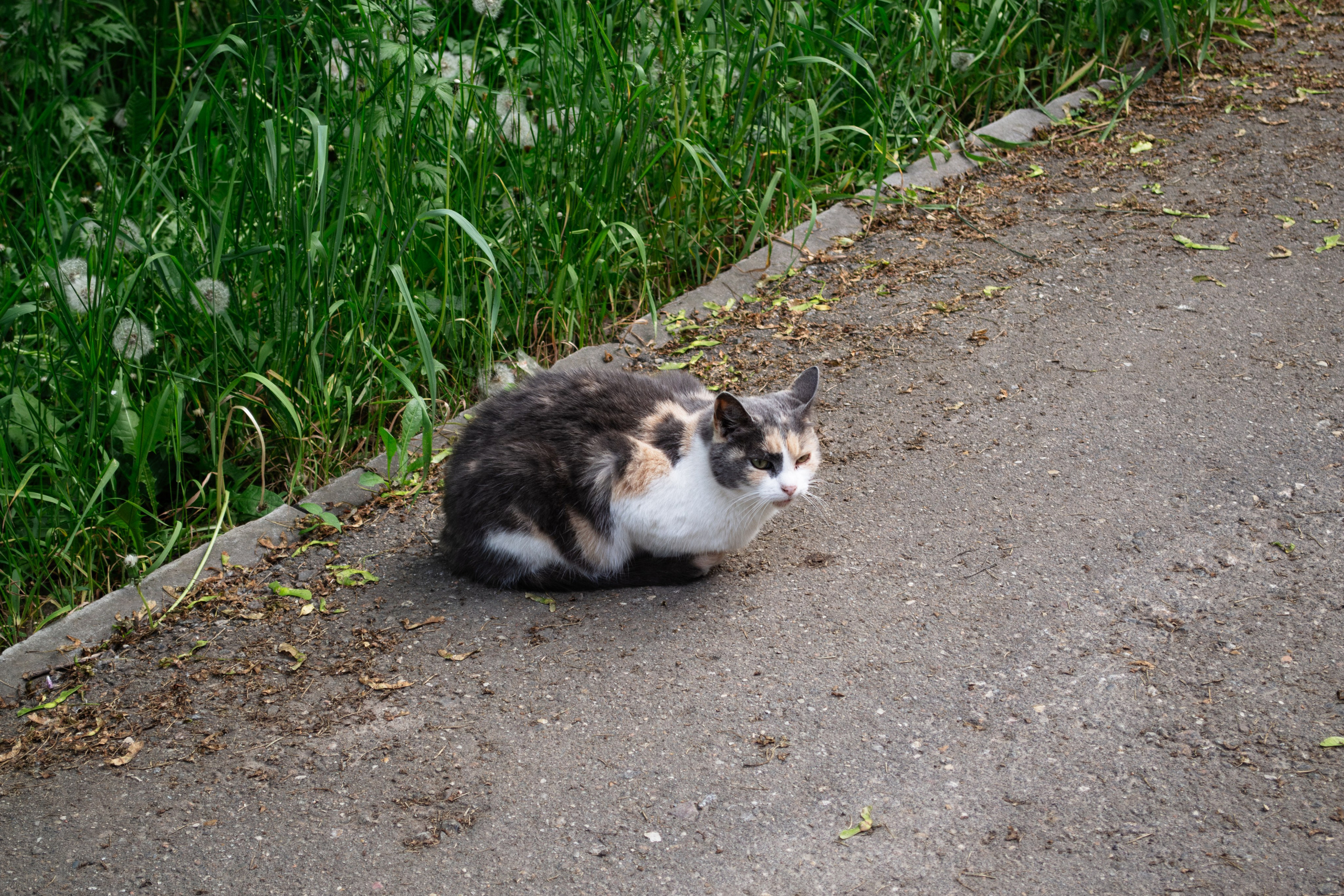 Cats.2. Dumshap | думшап