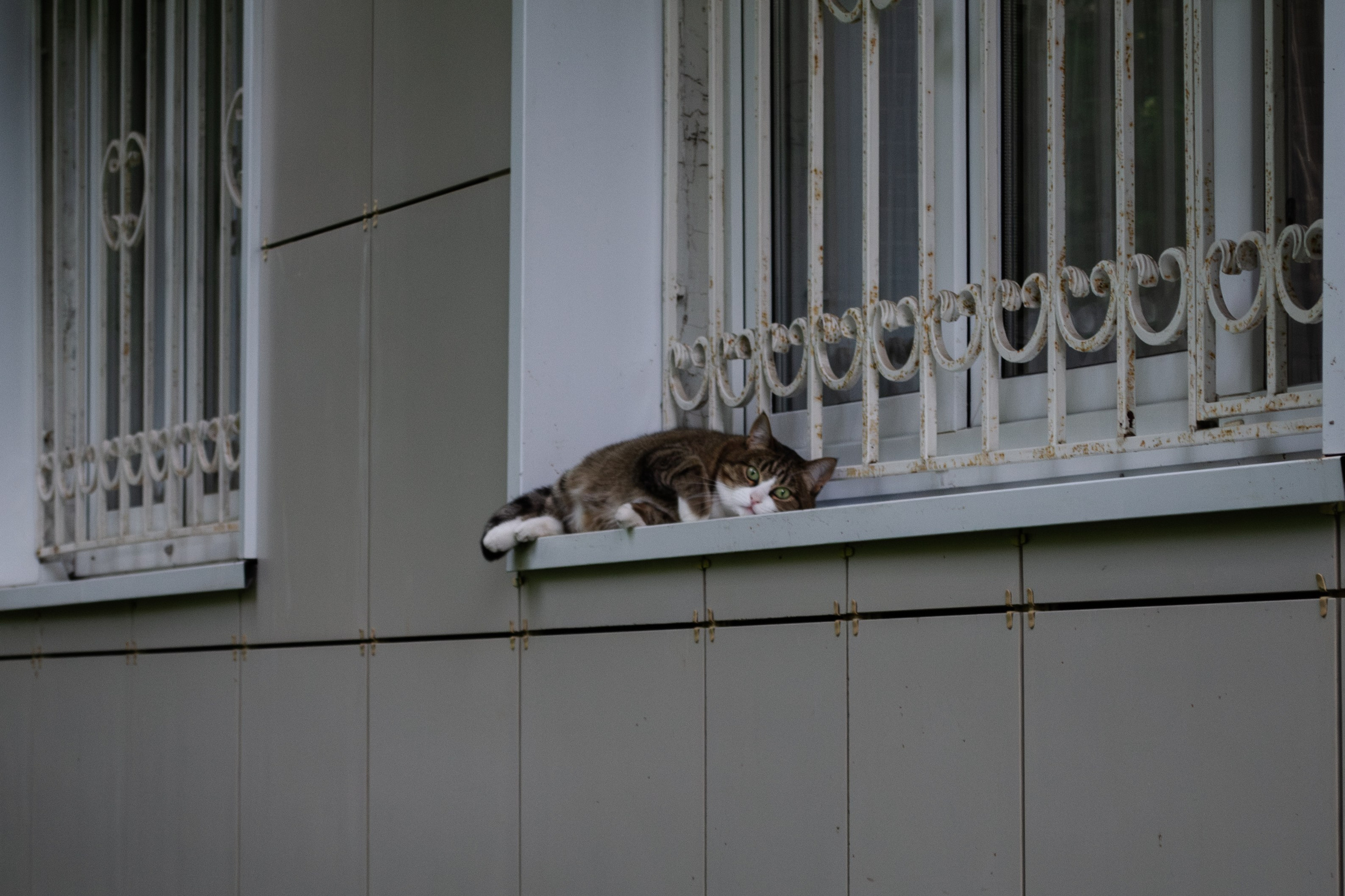 Cats.2. Dumshap | думшап