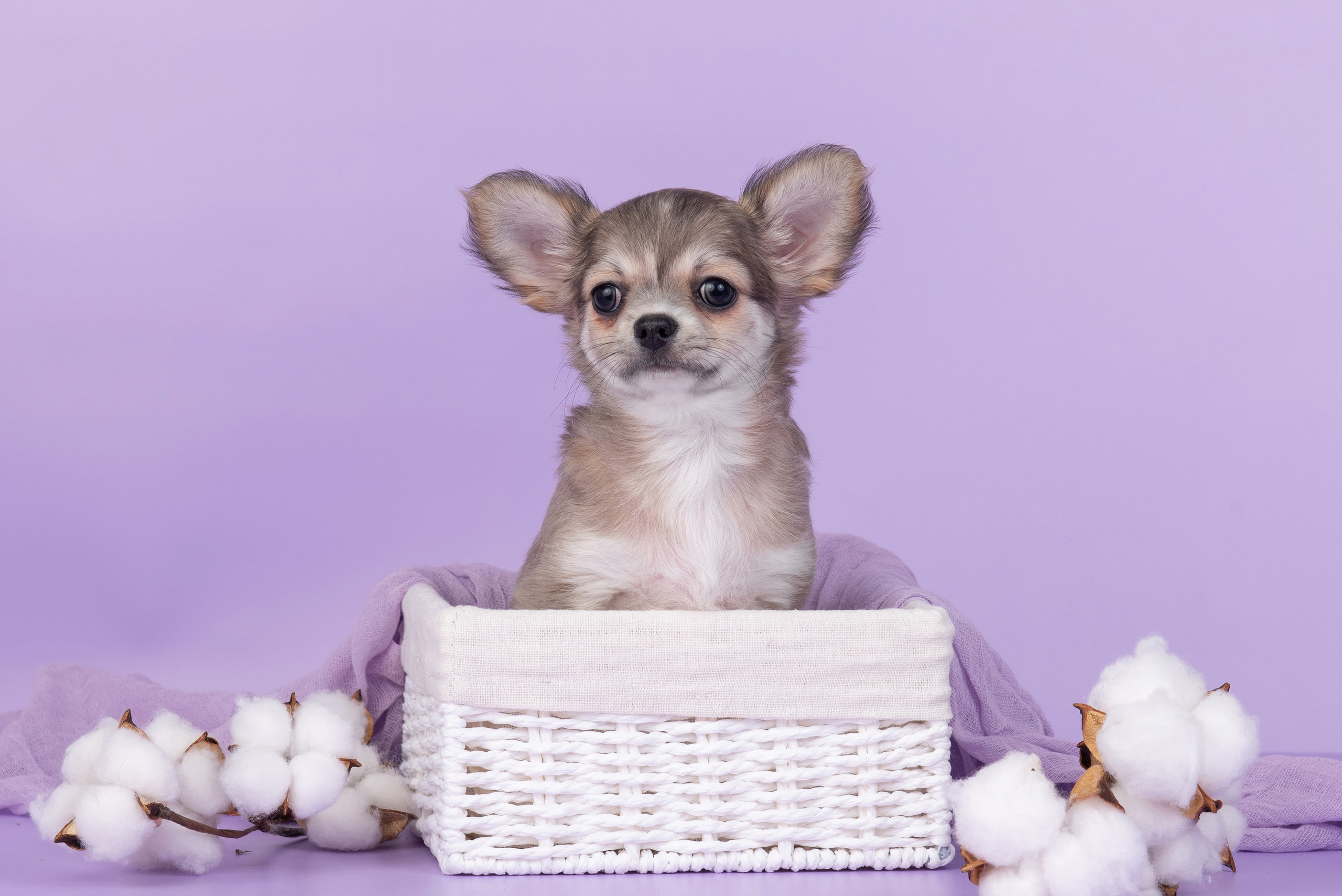 Щенки в домашней студии. Фотограф анималист в Казани Алина Сулейманова. Фотограф животных