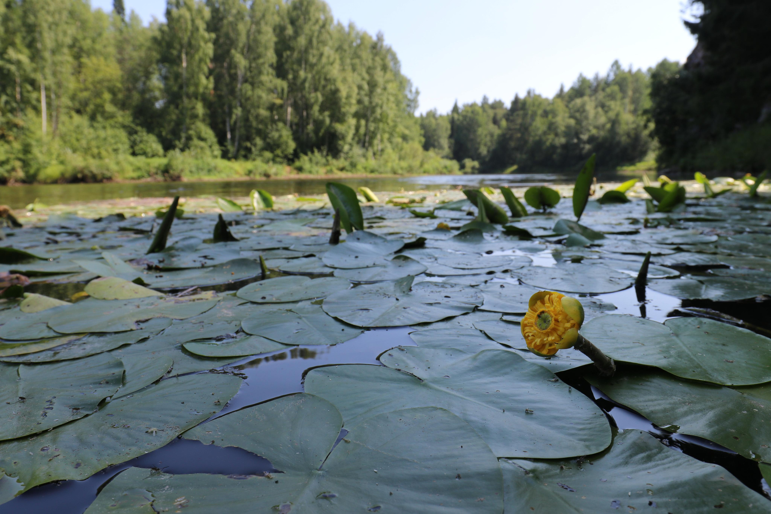 Сплав 2020. Участок от п. Слобода до п. Мартьяново. Путешественник-фотограф из Санкт-Петербурга Татьяна Свистулина