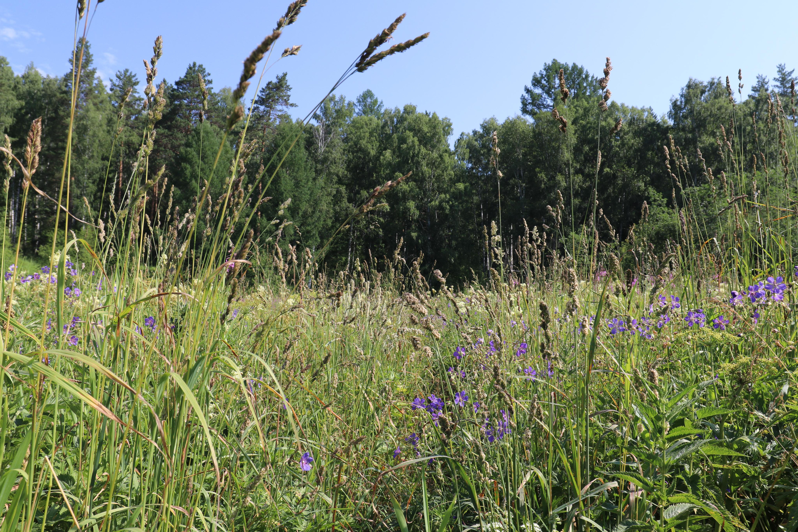 Сплав 2020. Участок от п. Слобода до п. Мартьяново. Путешественник-фотограф из Санкт-Петербурга Татьяна Свистулина