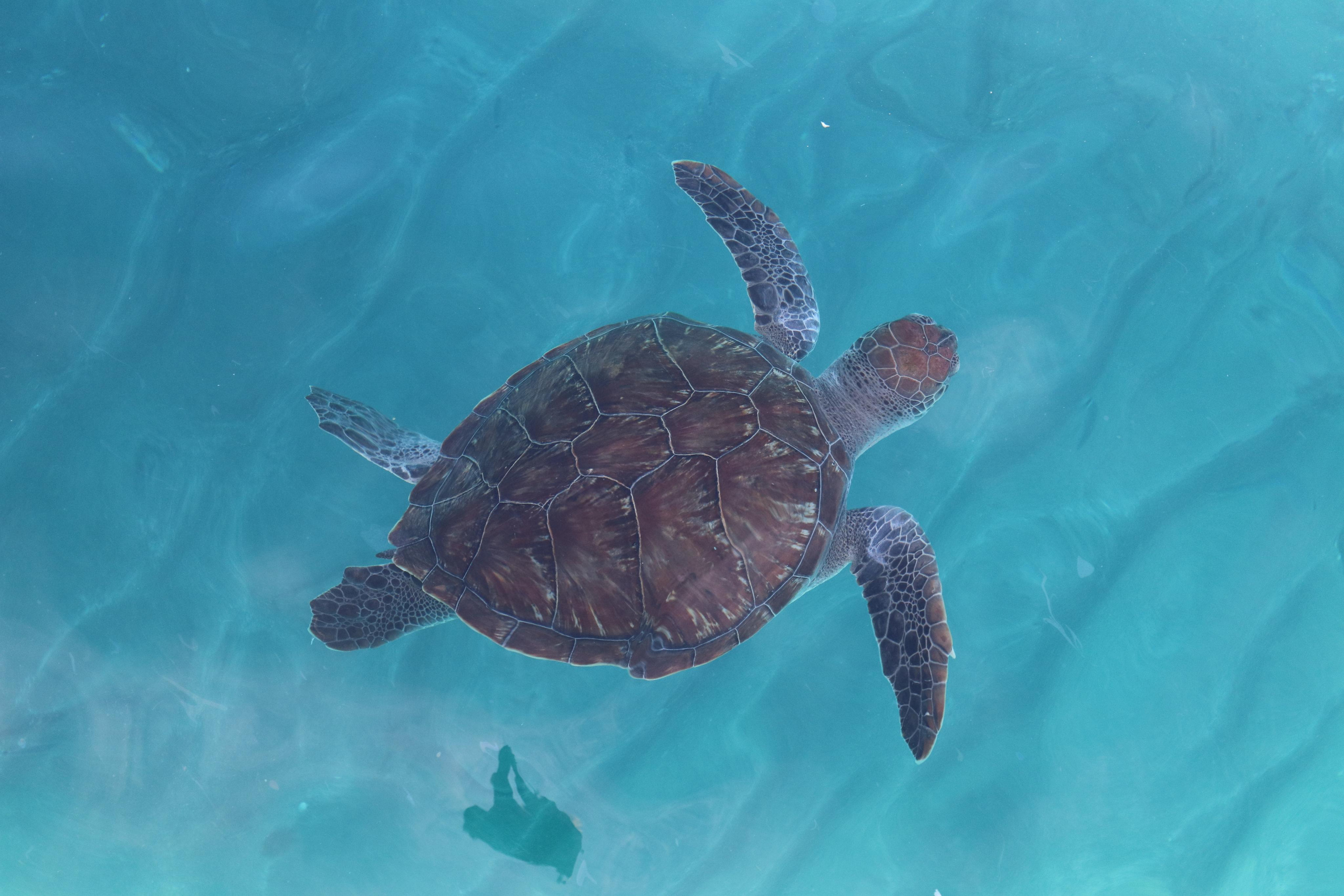 Турция. Путешественник-фотограф из Санкт-Петербурга Татьяна Свистулина