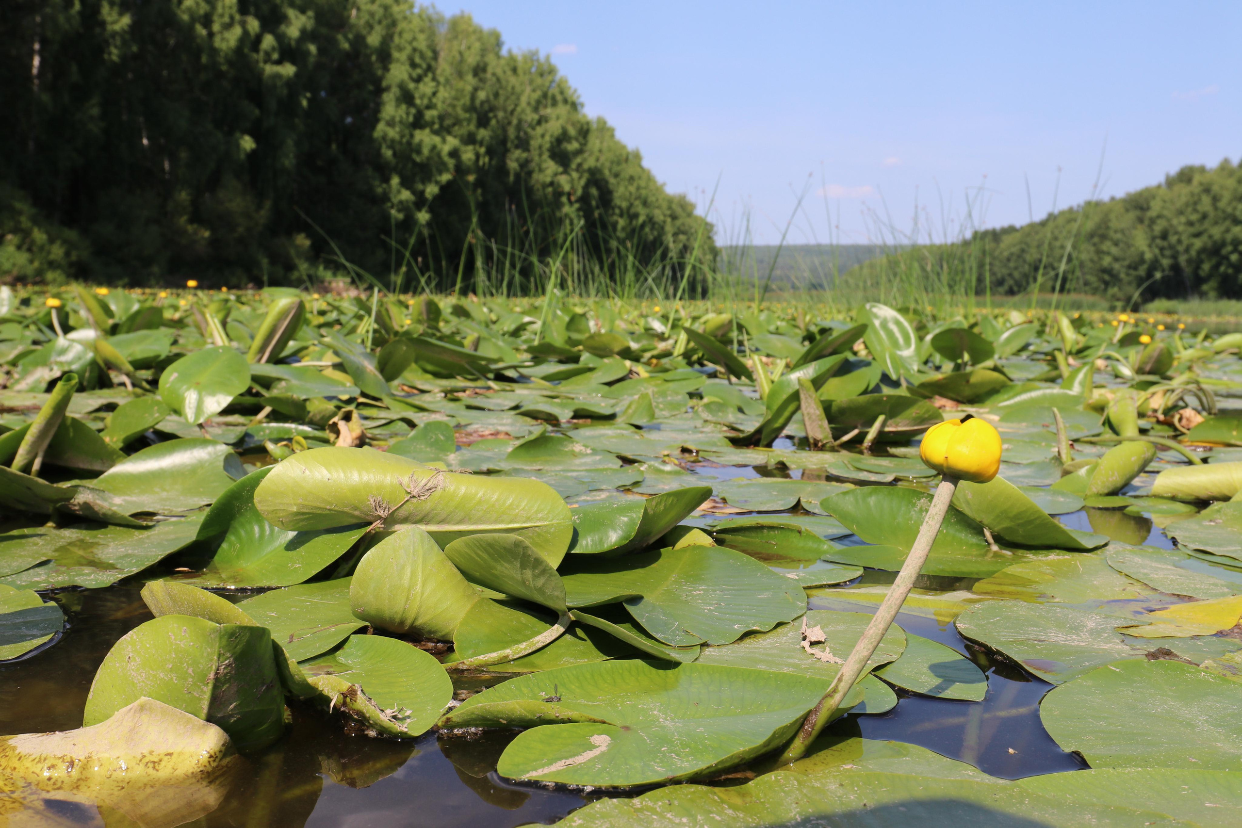 Сплав 2020. Участок от п. Слобода до п. Мартьяново. Путешественник-фотограф из Санкт-Петербурга Татьяна Свистулина