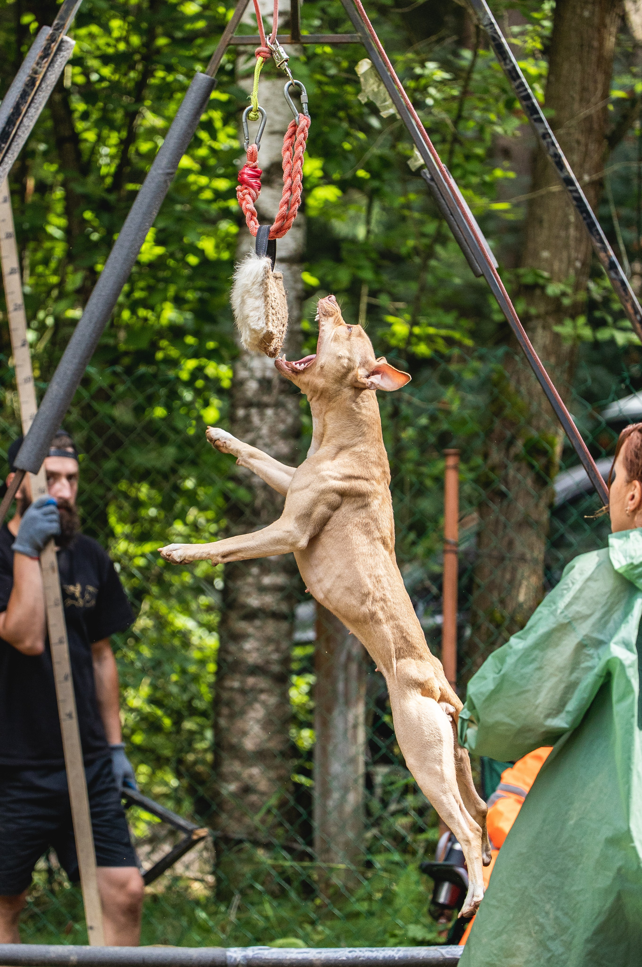 Питстафф-многоборье. Фотограф для людей и их питомцев Вика Шальнева