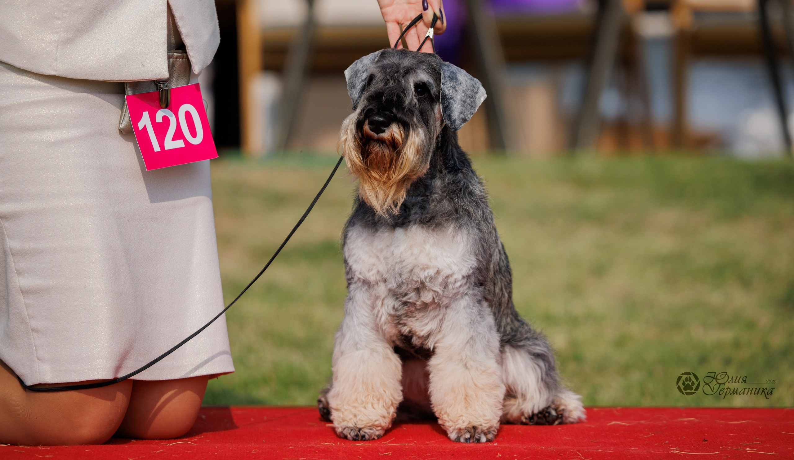 Армения,Ереван 3хCACIB 15-17.10.2024. Фотограф-анималист Юлия Германика