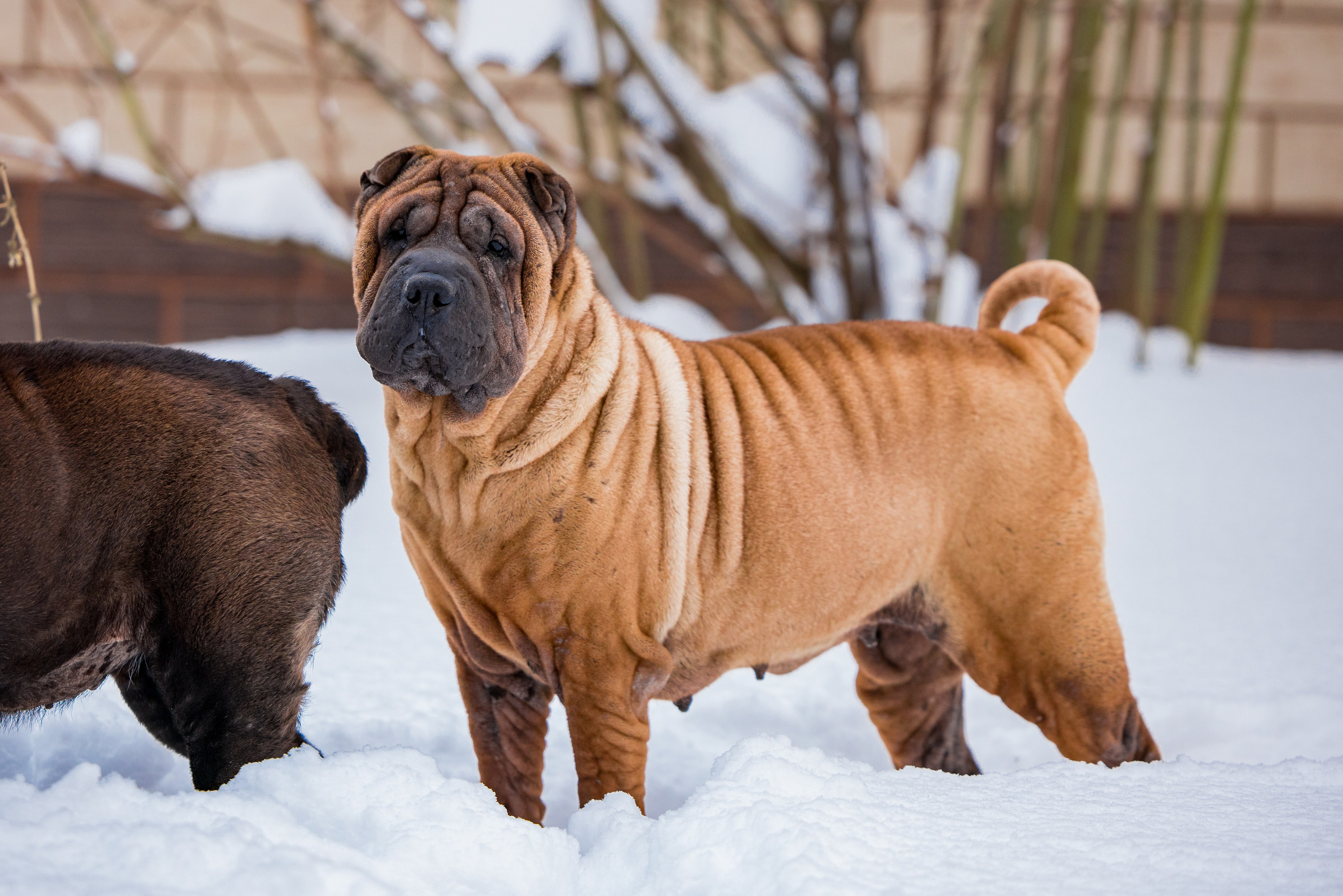 В гостях у шарпеев 16.01.2024. Фотограф-анималист Юлия Германика