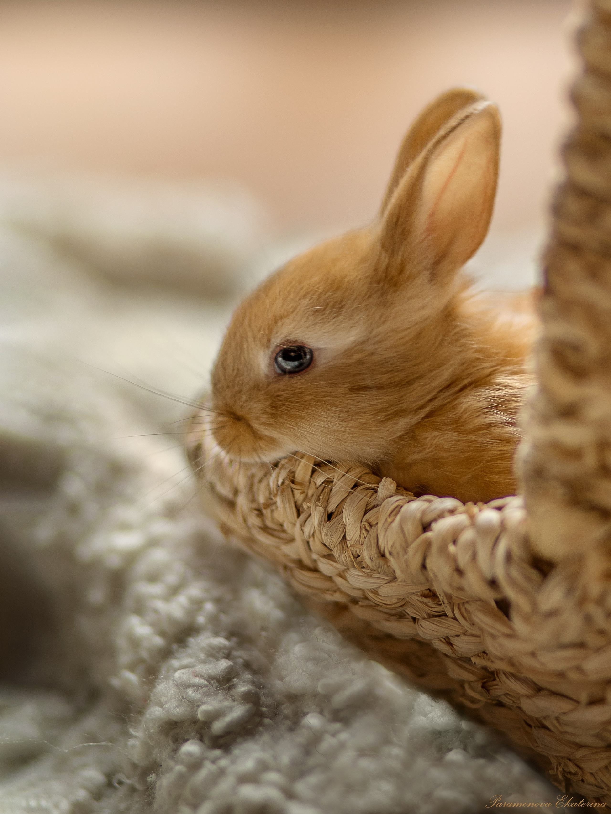 Кроли. Семейный и детский фотограф В Москве Парамонова Екатерина