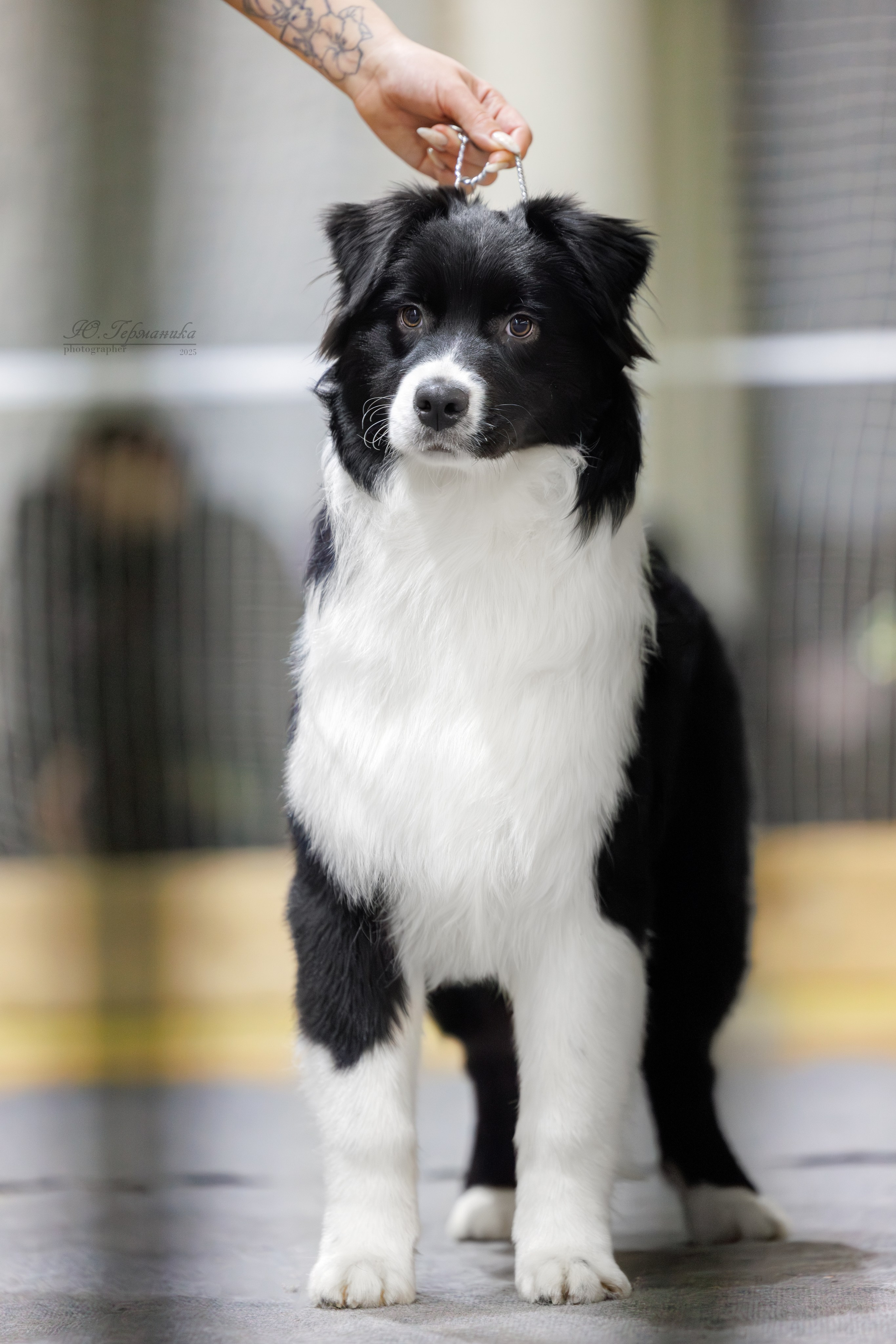 Тверь 21.12.2025. Фотограф-анималист Юлия Германика