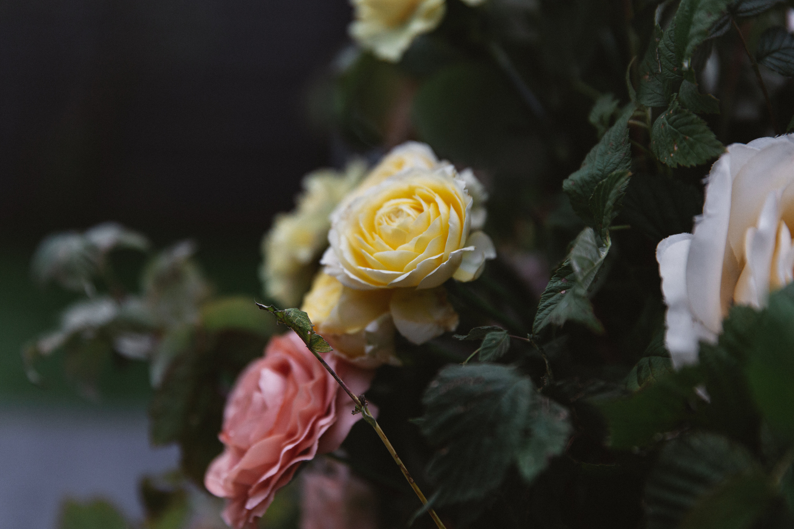 Катерина и Станислав свадьба в Зале у Озера. Свадебный фотограф Домодедово Москва Катерина Алехина