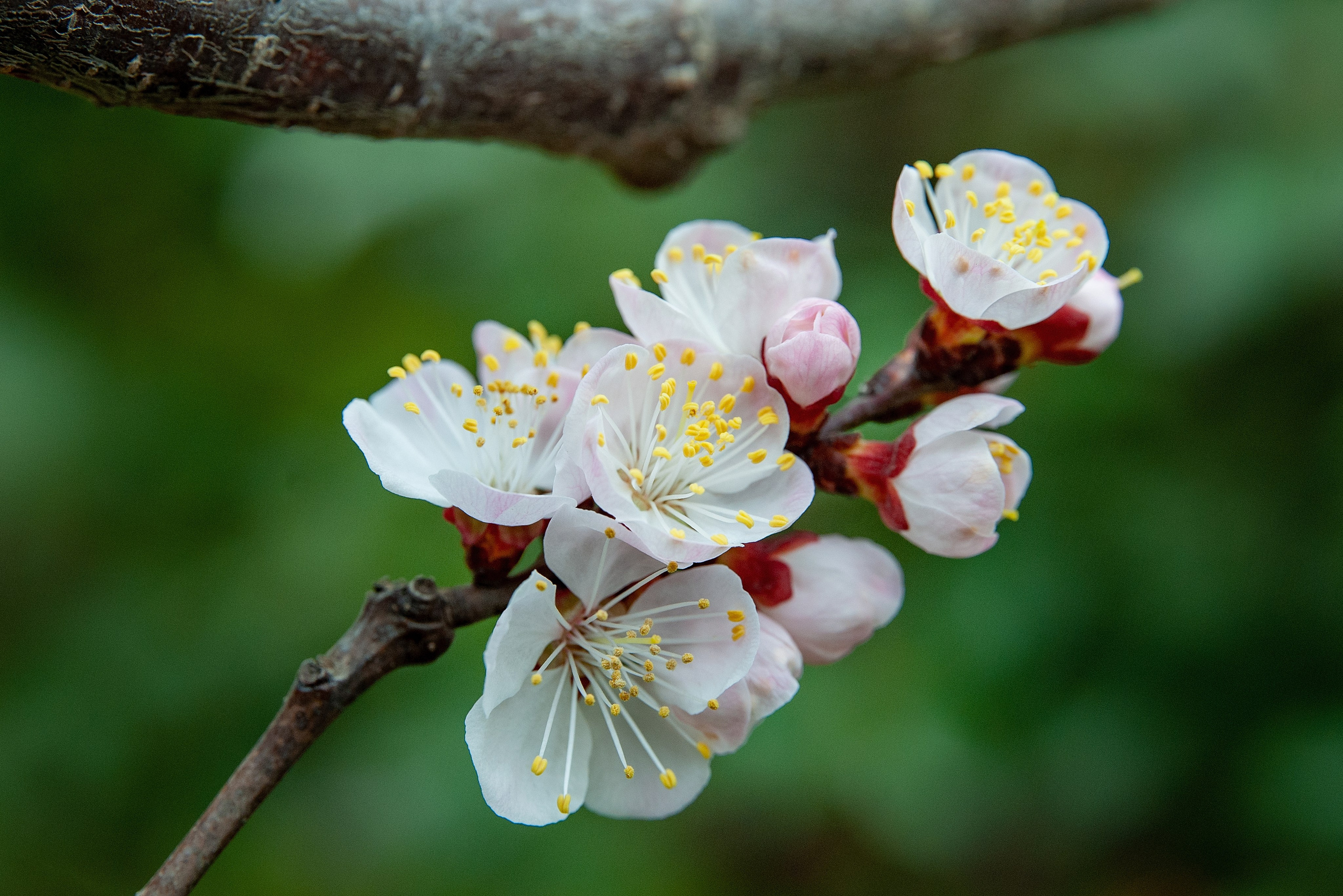 Весна. FotoGraf