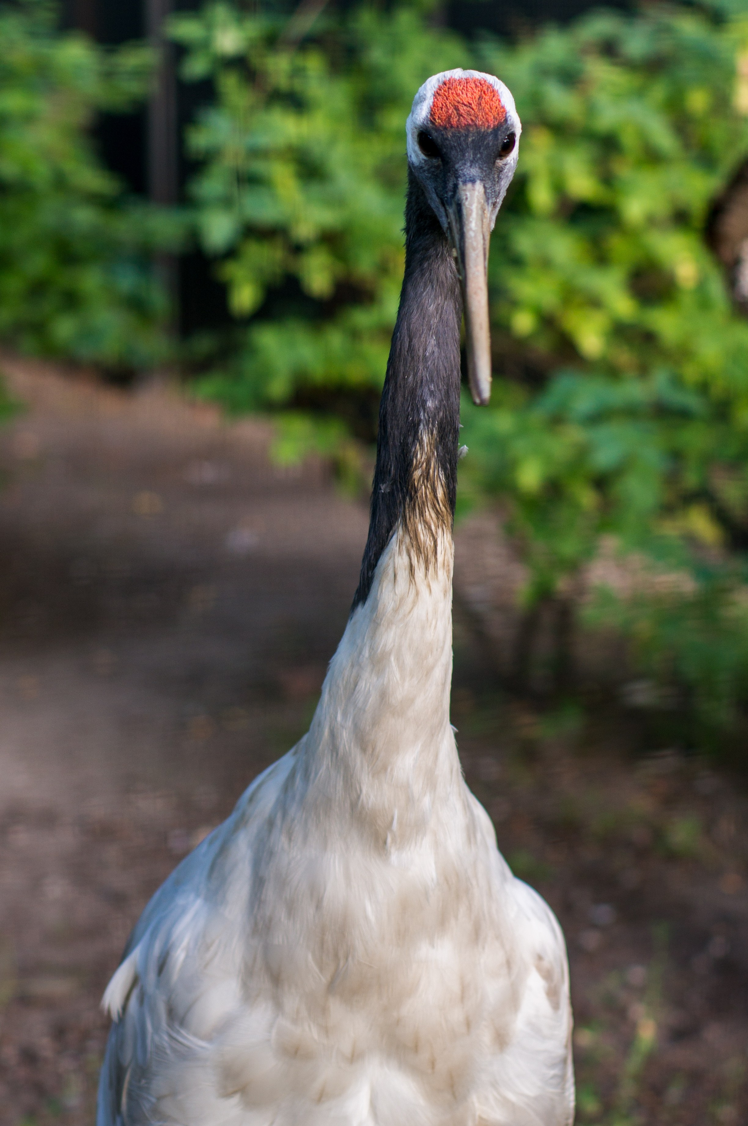 Калининград. Фотограф Шибков Константин