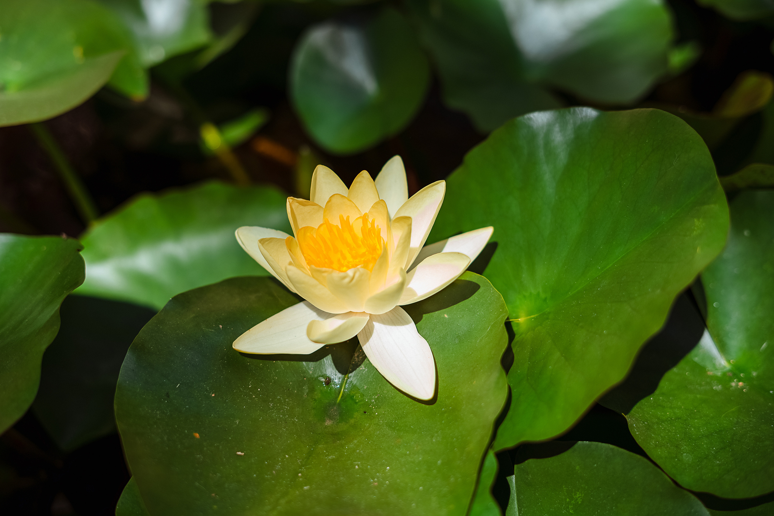 Кабардинка Старый Парк. Свадебный и семейный фотограф/видеограф в Краснодаре Наталья Осинская