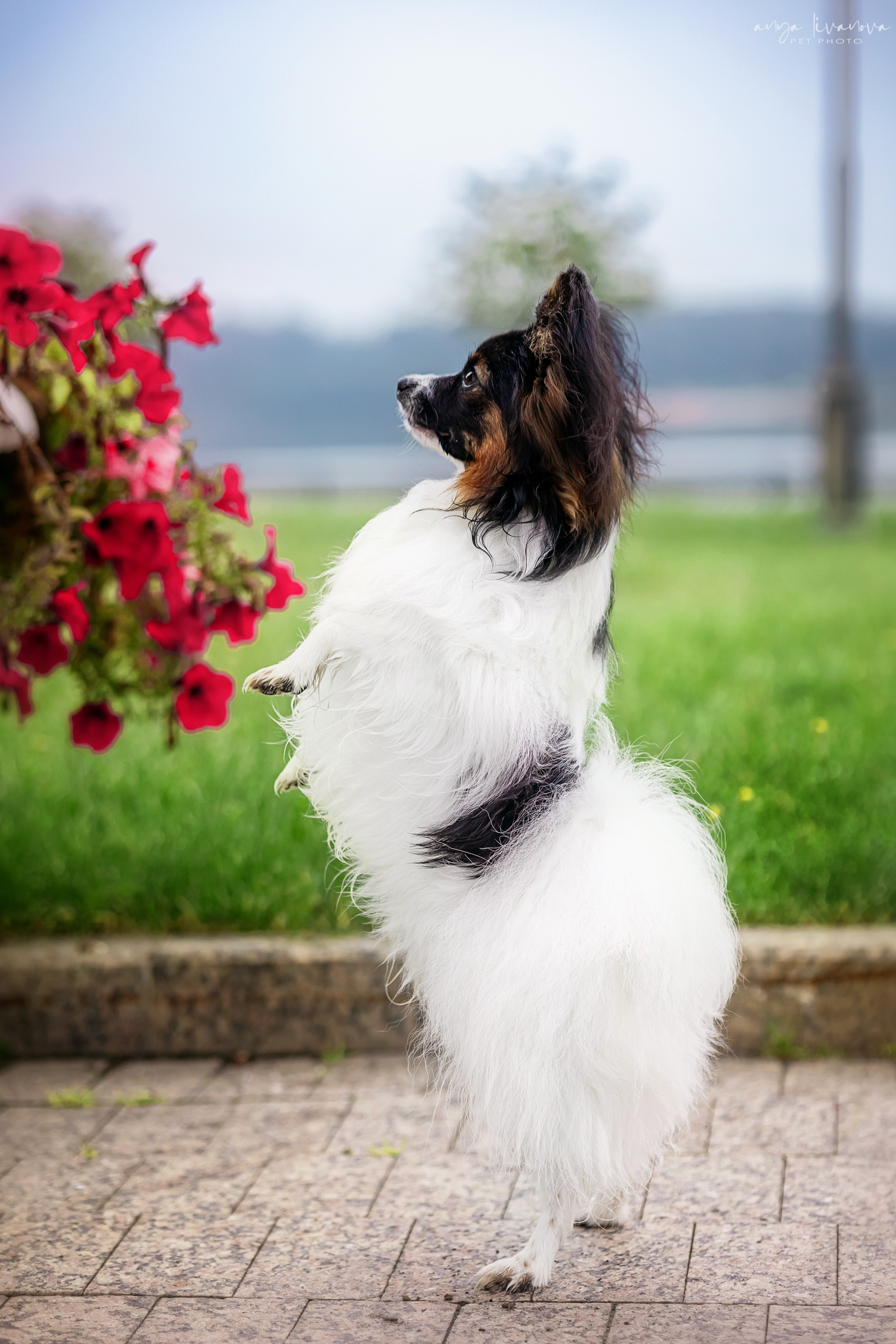 Елена и папийоны. Фотограф анималист Аня Ливанова | Рыбинск