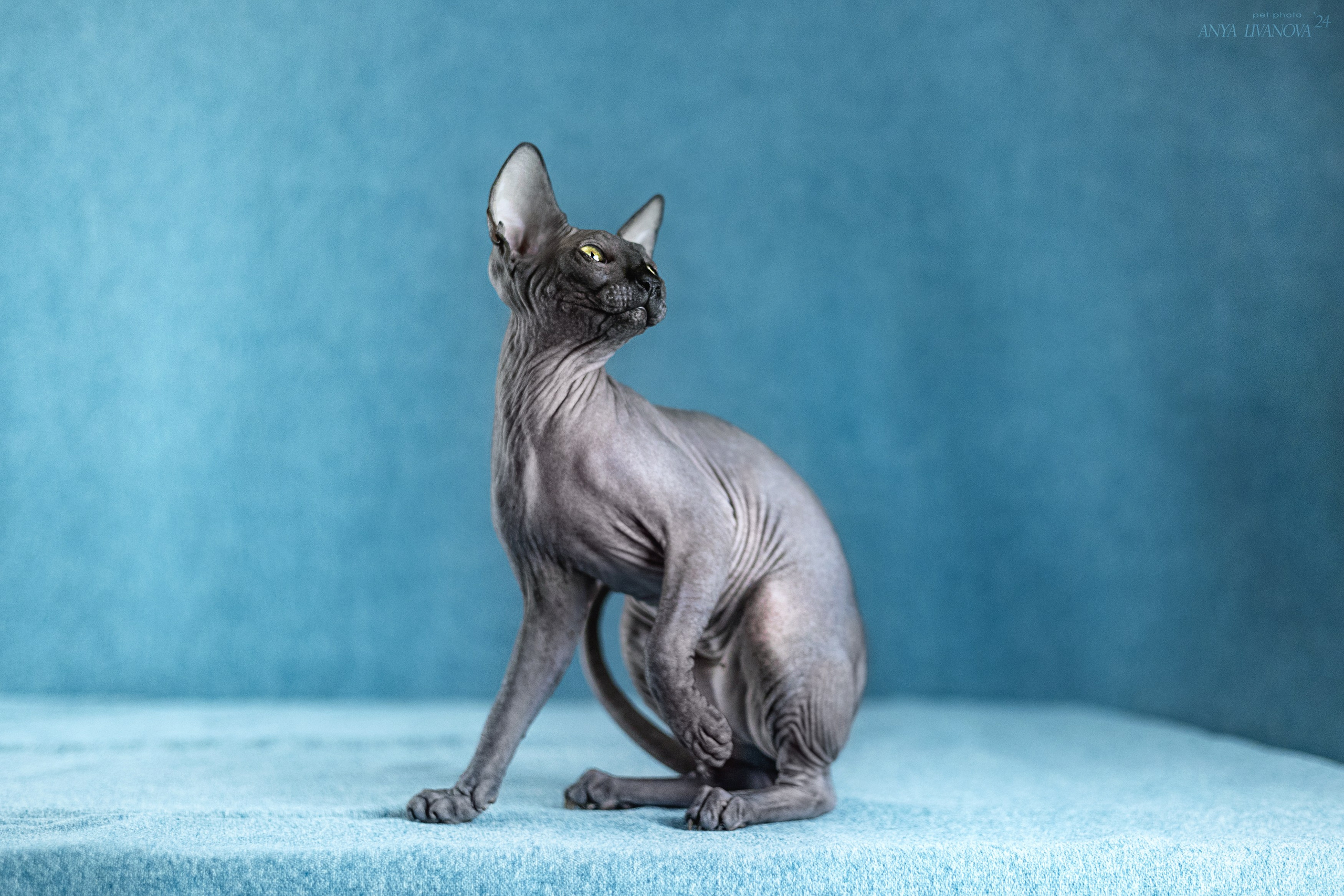 Кошечка сфинкс. Фотограф анималист Аня Ливанова | Рыбинск