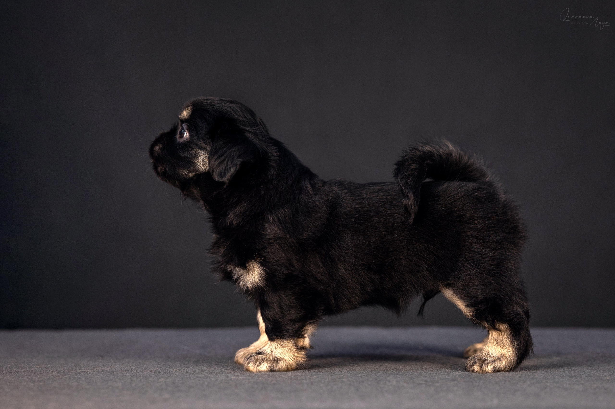 Тибетские спаниели. Фотограф анималист Аня Ливанова | Рыбинск