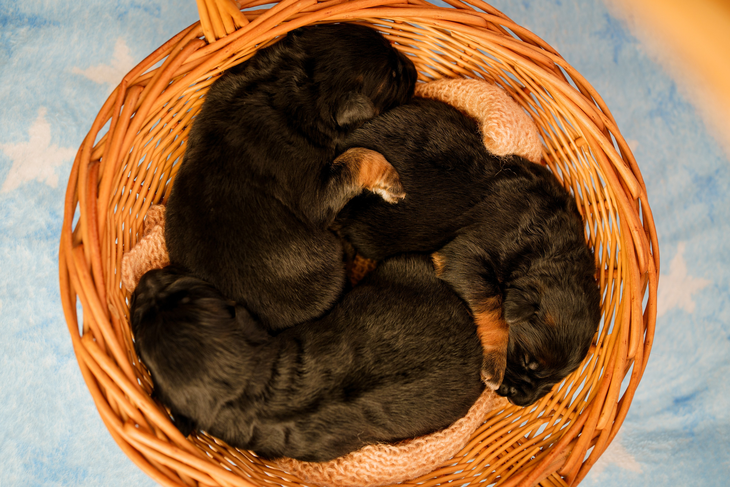 Новорожденные немецкие овчарки. Фотограф-анималист Анастасия Большакова