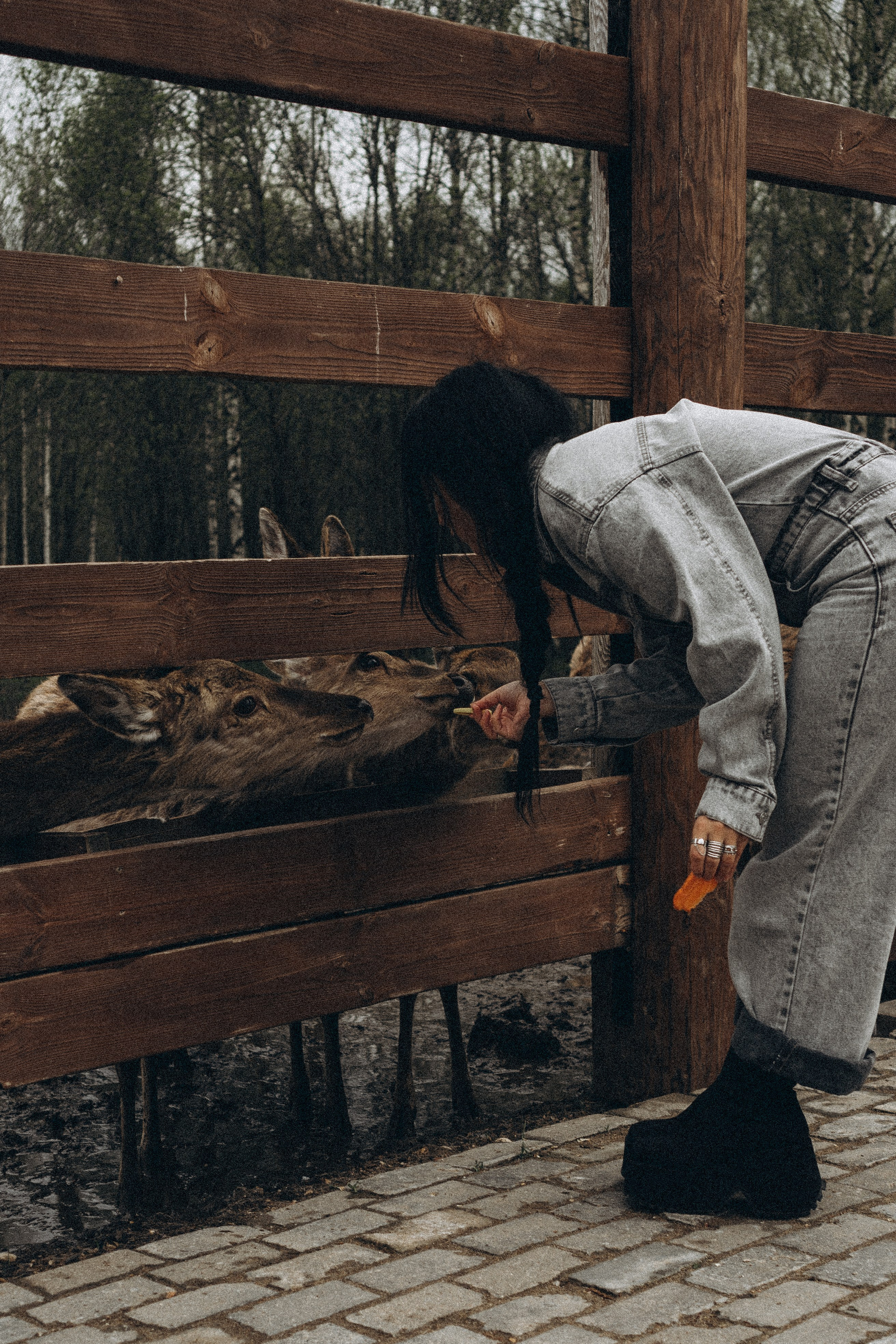 ОЛЕНЬЯ ФЕРМА В ТВЕРИ. Профессиональный фотограф, Санкт-Петербург — Виктория Богомолова