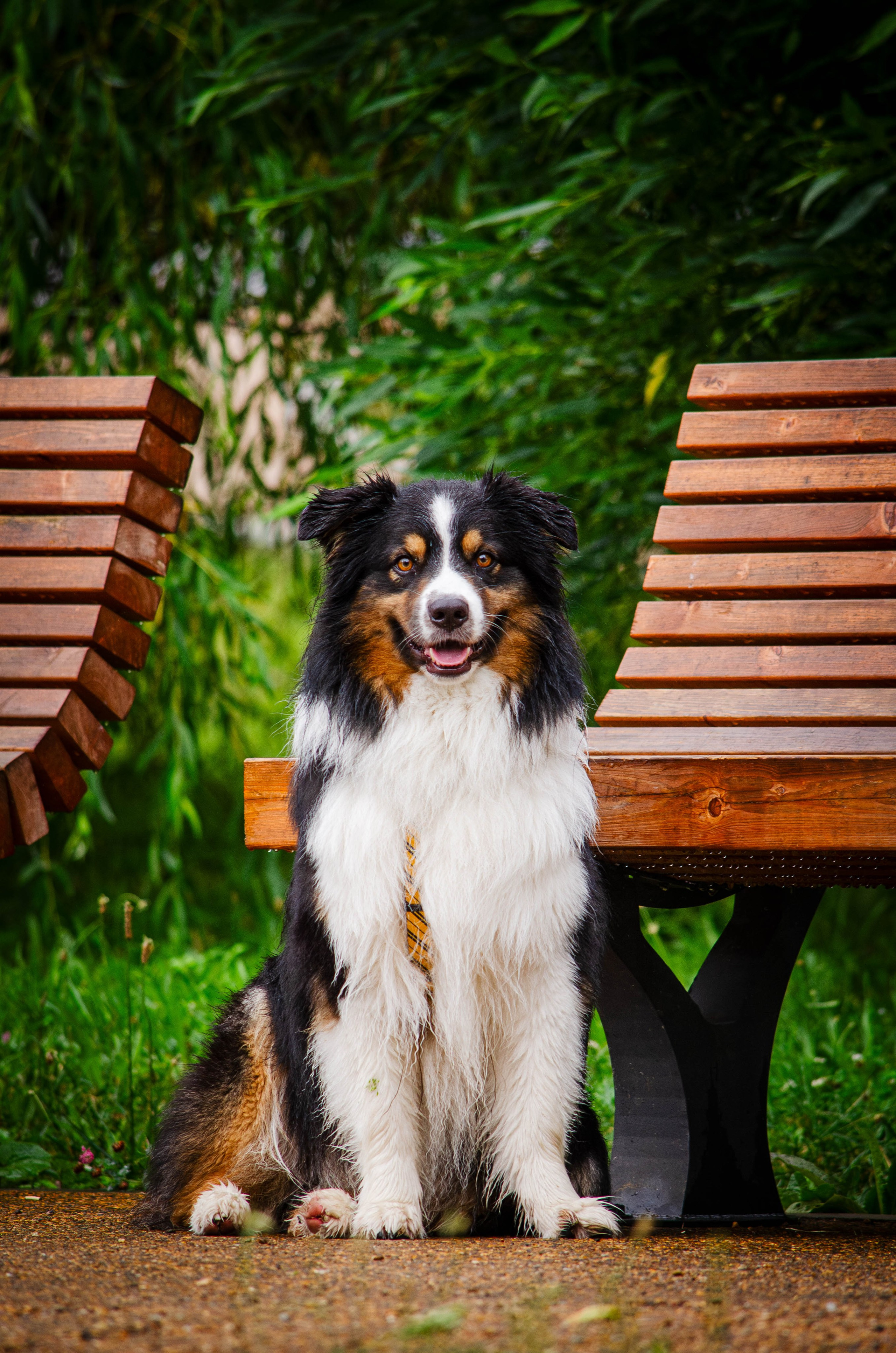 Арья и Оззи. Фотограф Светлана Блинова, Москва и Московская область