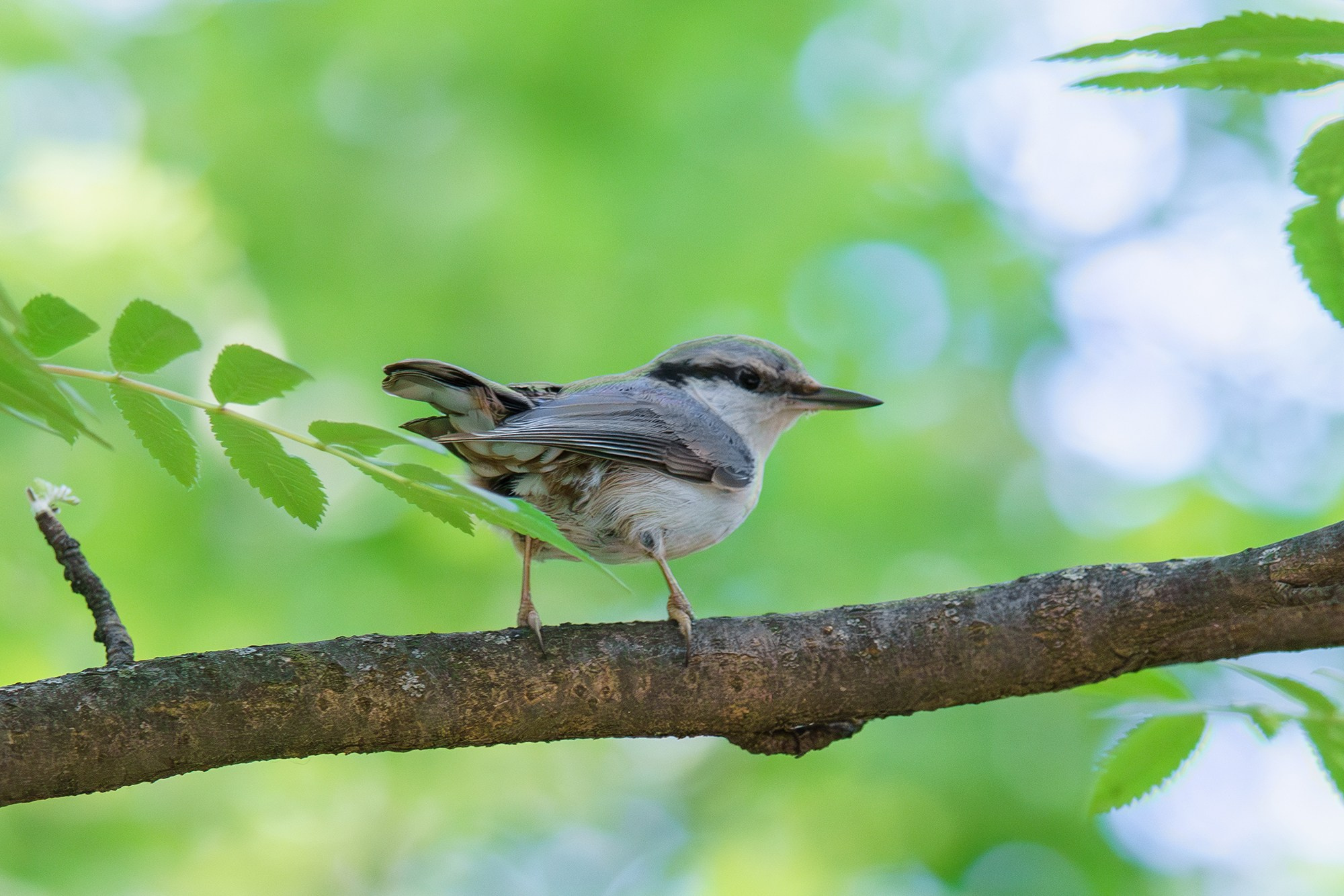 Удивительные мир птиц. Вокруг нас столько прекрасного — присмотритесь!. Ваш личный фотограф Марина Волкова