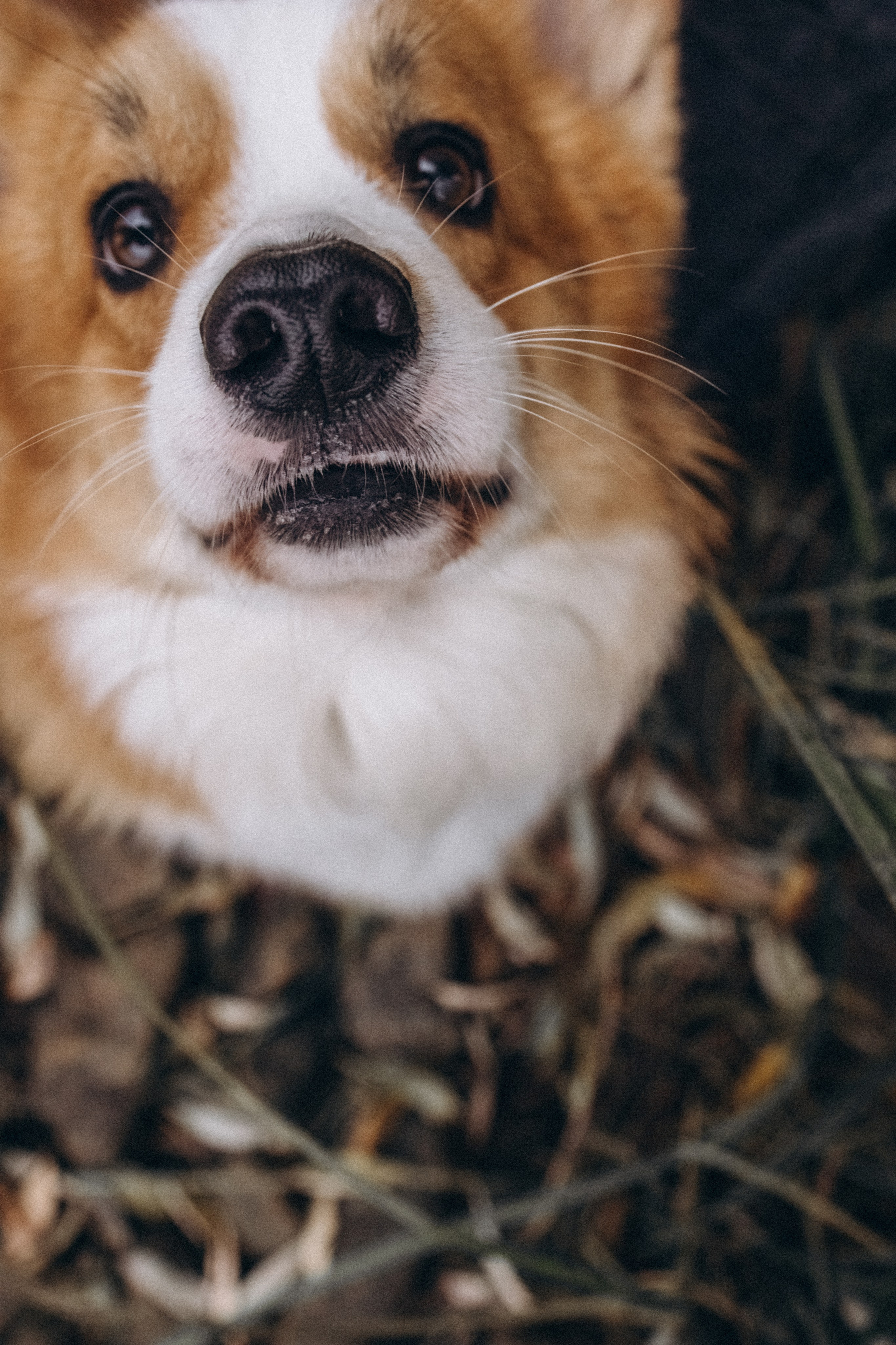 Надя и Перси. Фотограф — анималист Светлана Кысса|фотограф собак в Краснодаре и Нижнем Новгороде