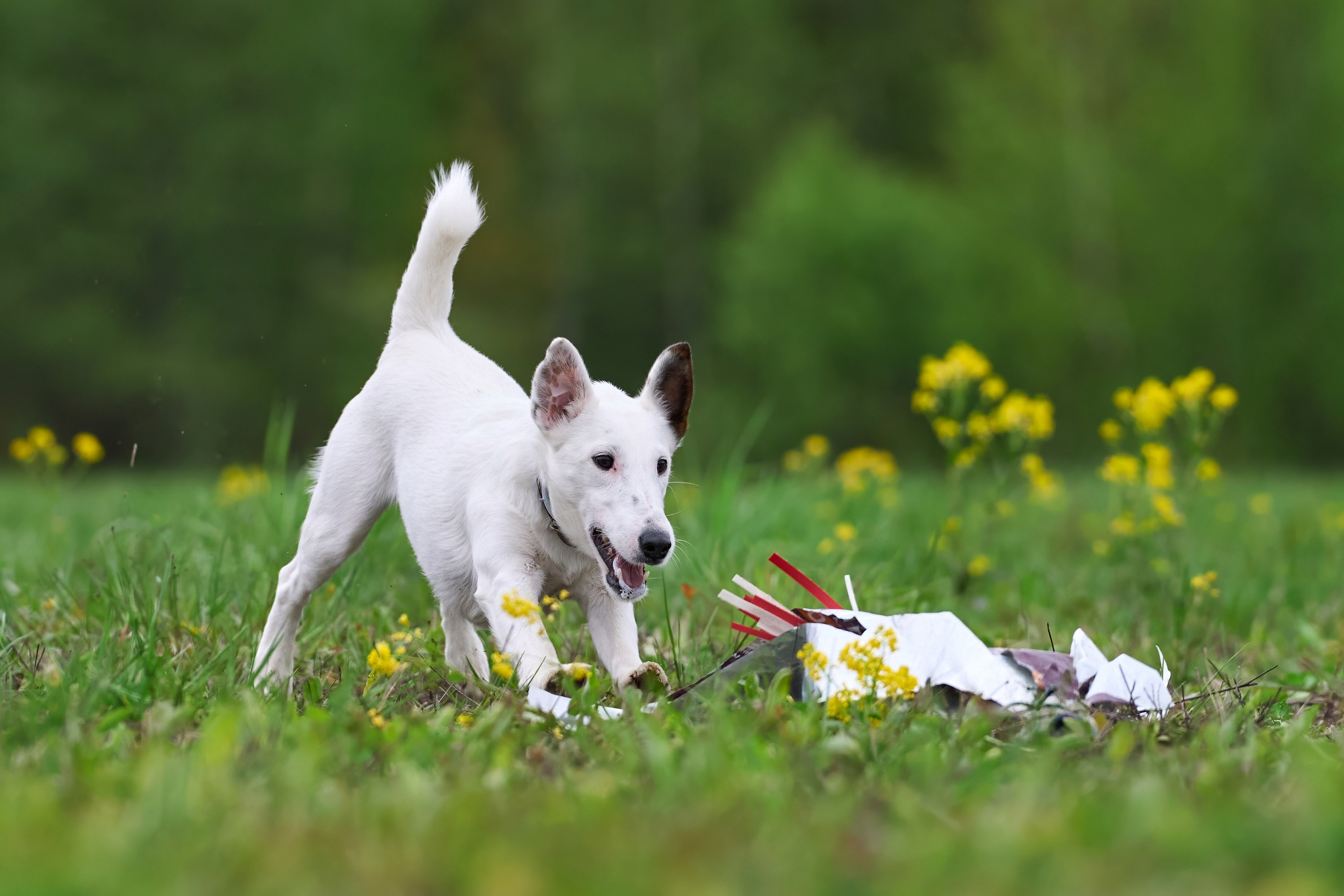 Тренировка по курсингу Донино. Фотограф-анималист Михаил Манухин