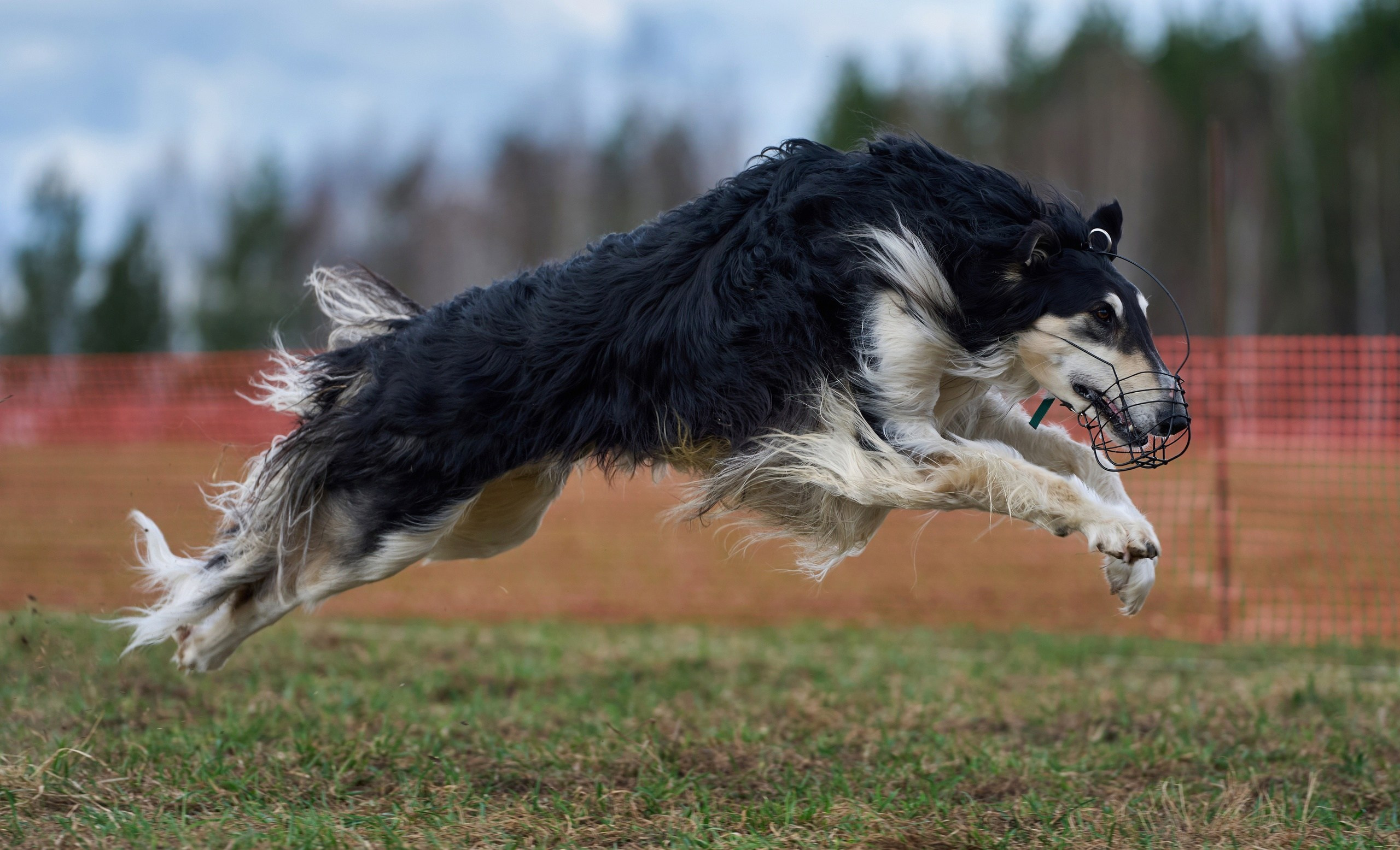 Репортажная съемка. Фотограф-анималист Михаил Манухин