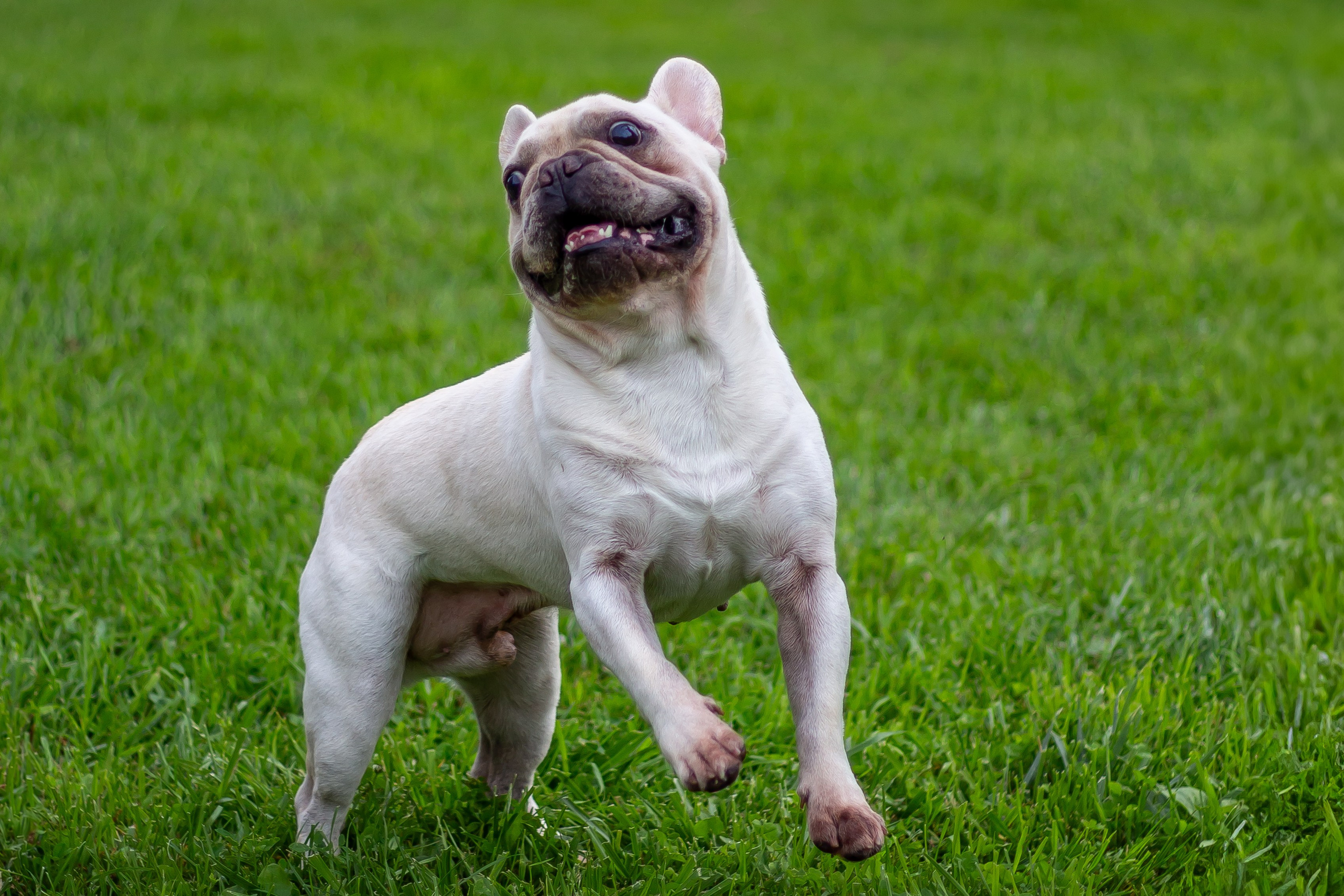 Собачья жизнь — Зоогостиница «Счастливые мечтатели». Фотограф • Орехово-Зуево • Балашиха • TEFO