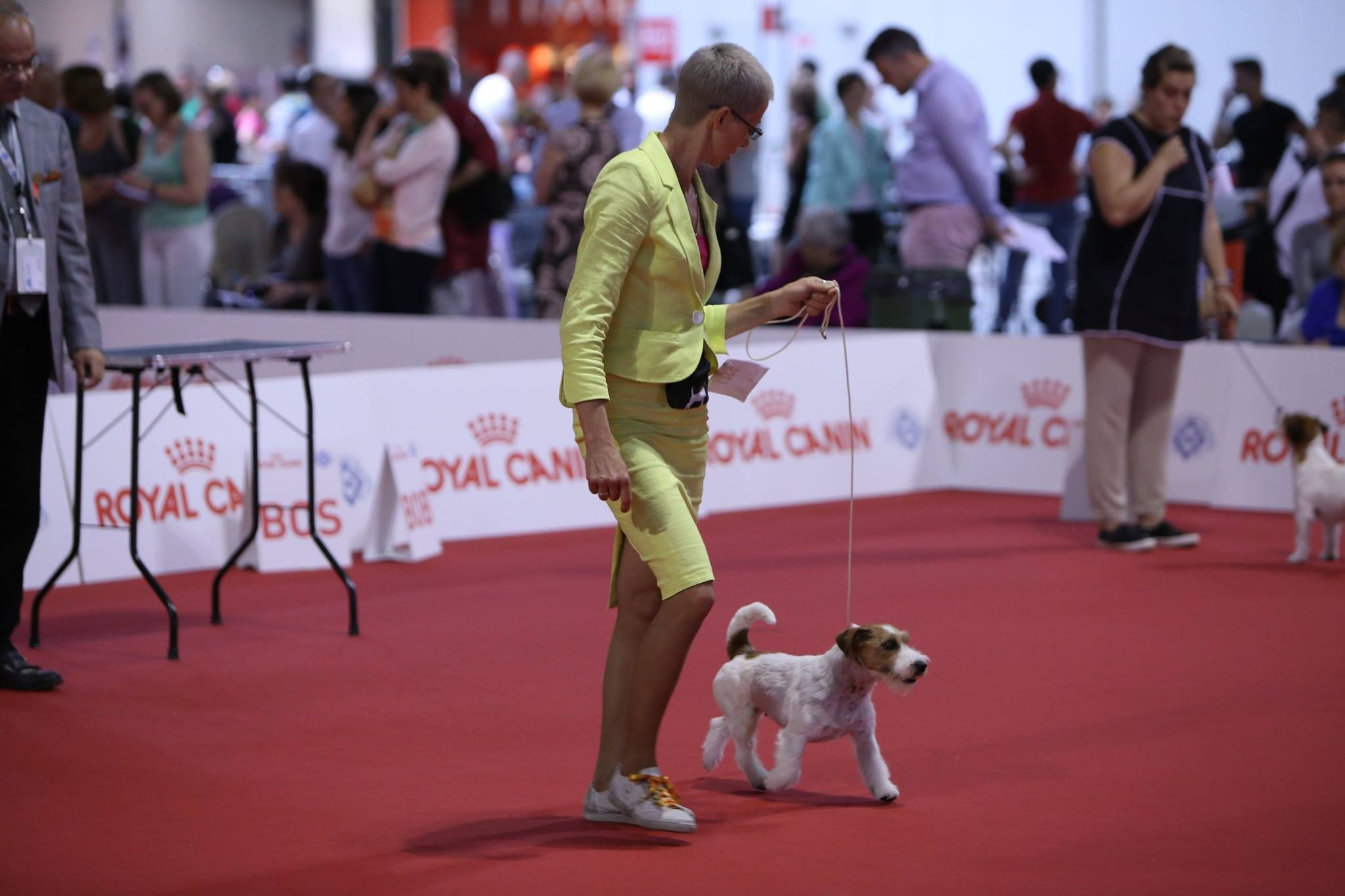 ЧЕМПИОНАТ МИРА 2015. Lovely-Orange питомник джек рассел терьеров