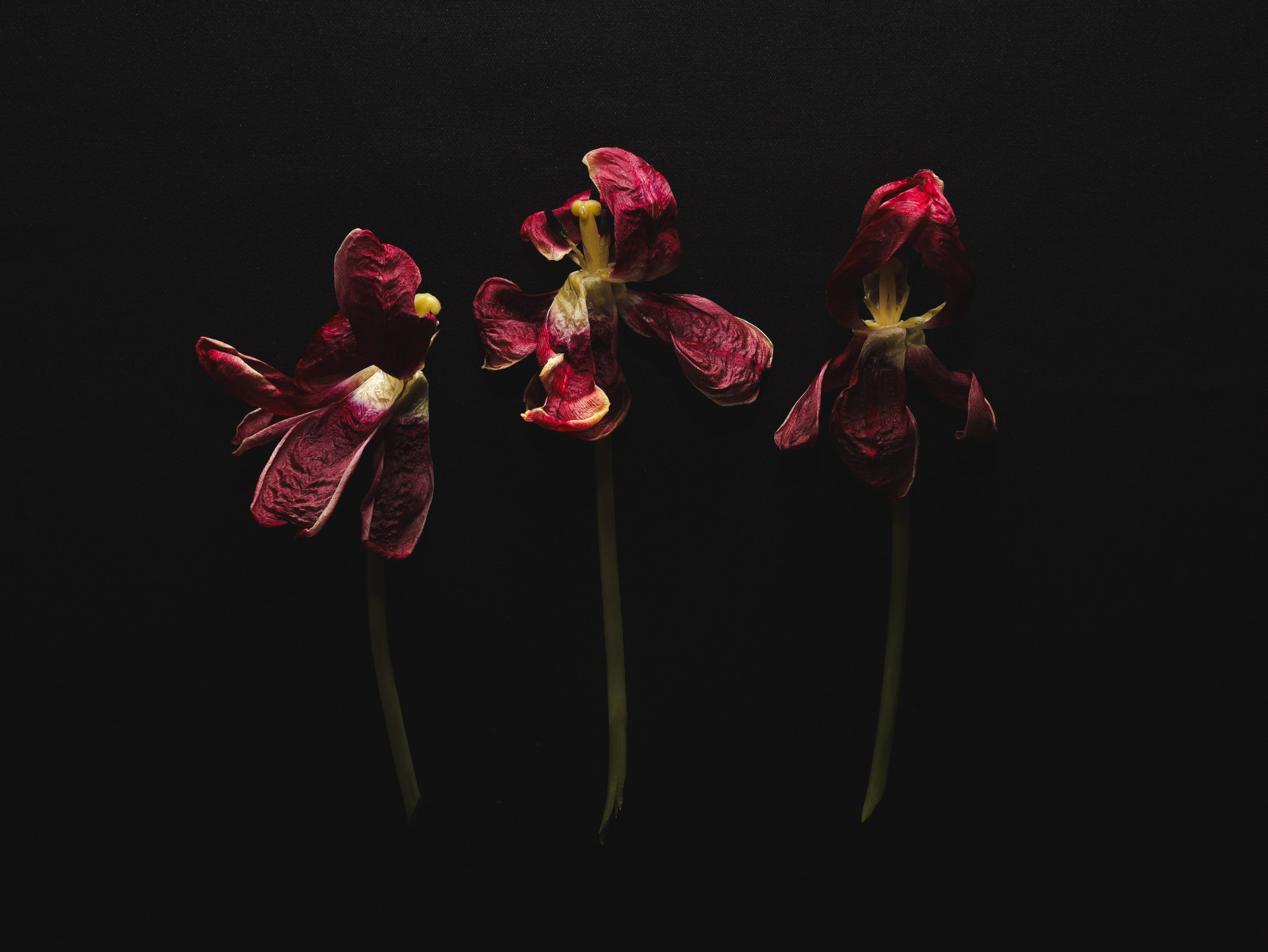 Природа &. Фотохудожник в СПб