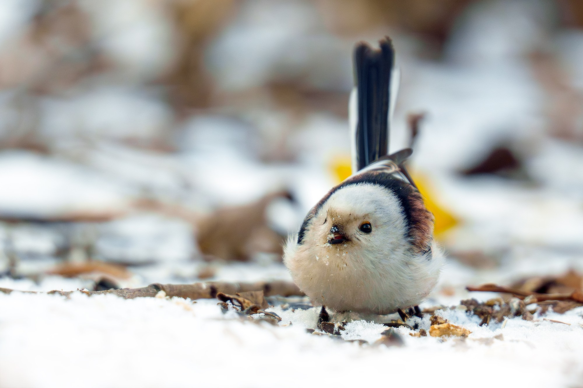Удивительные мир птиц. Вокруг нас столько прекрасного — присмотритесь!. Ваш личный фотограф Марина Волкова