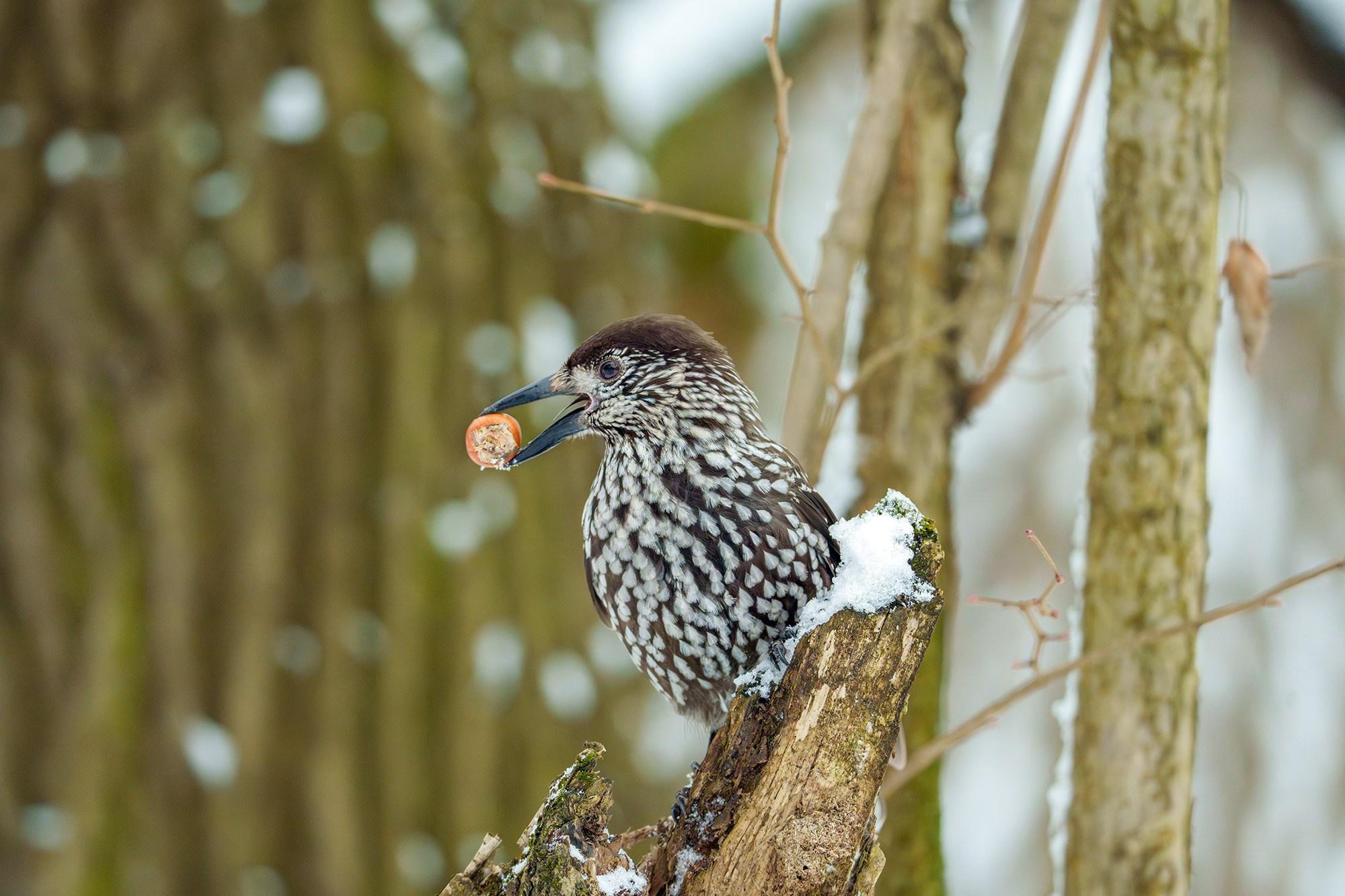 Удивительные мир птиц. Вокруг нас столько прекрасного — присмотритесь!. Ваш личный фотограф Марина Волкова