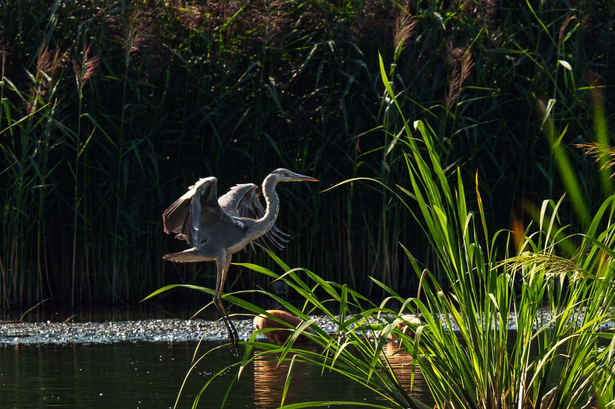 Удивительные мир птиц. Вокруг нас столько прекрасного — присмотритесь!. Ваш личный фотограф Марина Волкова