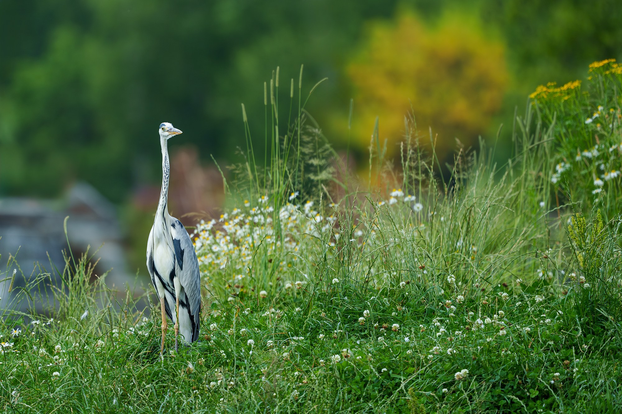 Удивительные мир птиц. Вокруг нас столько прекрасного — присмотритесь!. Ваш личный фотограф Марина Волкова