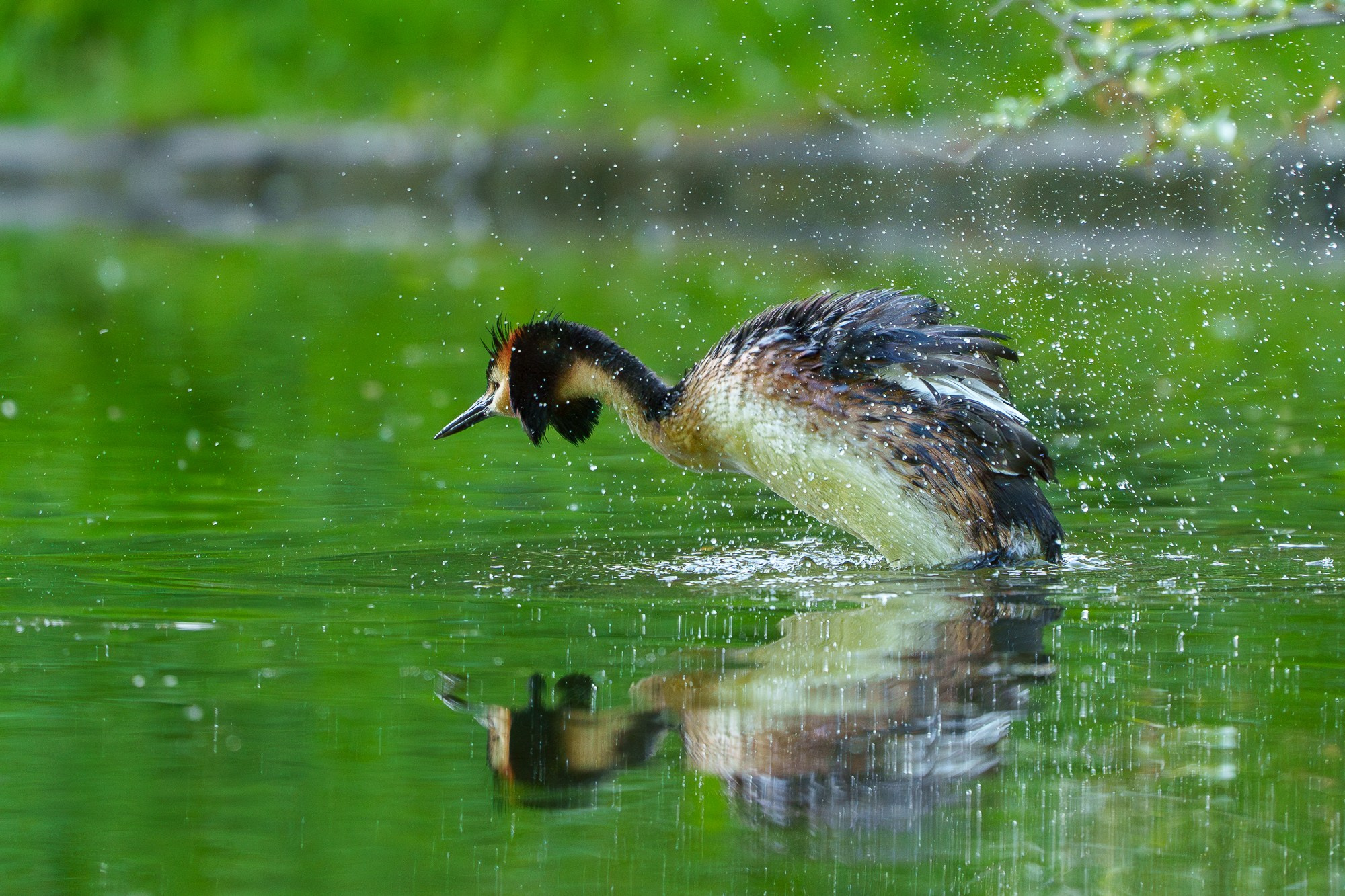 Удивительные мир птиц. Вокруг нас столько прекрасного — присмотритесь!. Ваш личный фотограф Марина Волкова