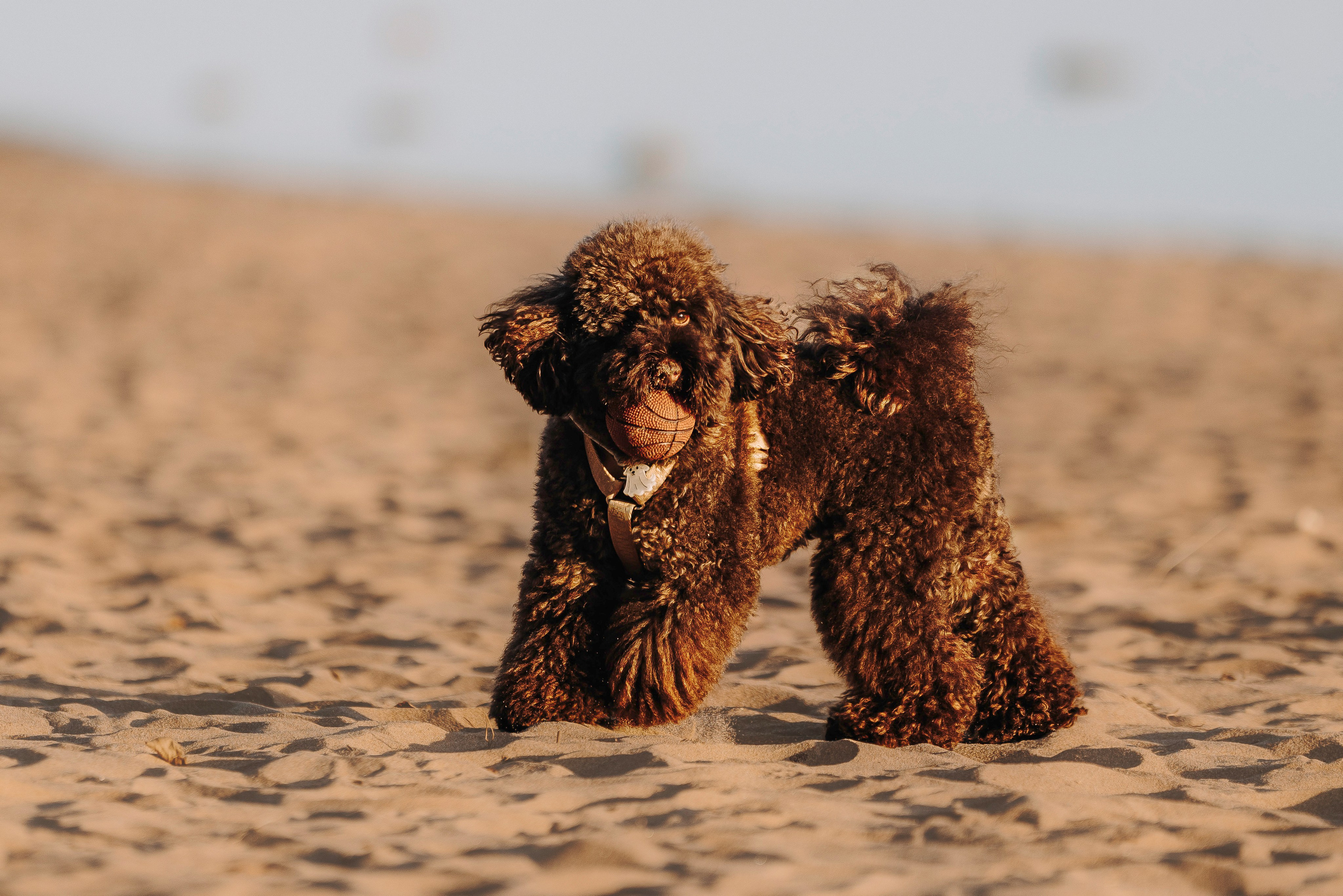 Фотосессия девушки с пуделем на пляже на закате. Фотограф анималист в Спб недорого Олеся Майорова