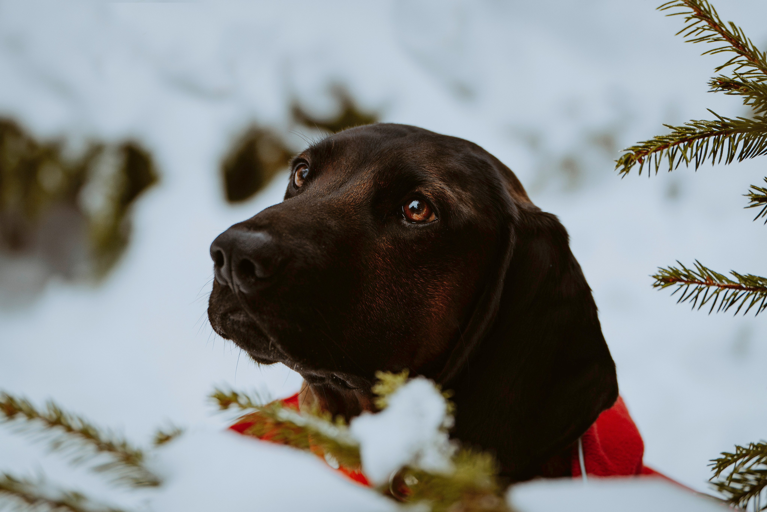 Ольга, Рора и Румпель. Фотограф анималист в Спб недорого Олеся Майорова