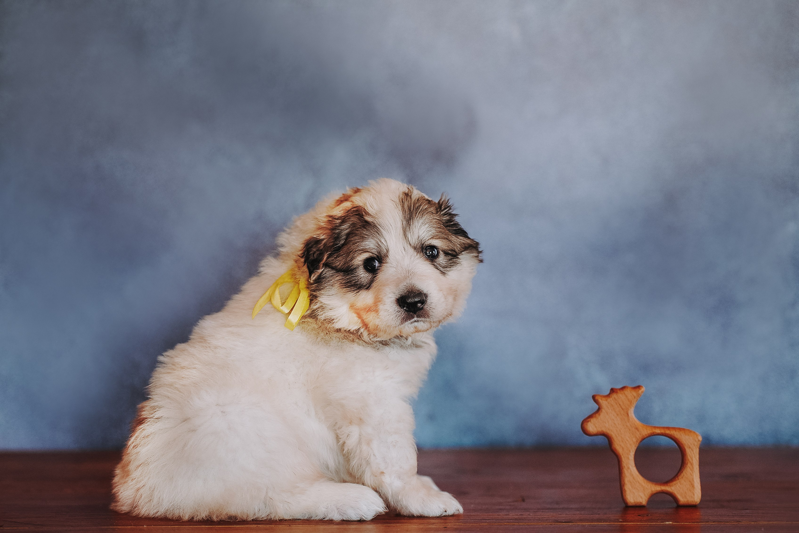 Пиренейские горные. Фотограф анималист в Спб недорого Олеся Майорова