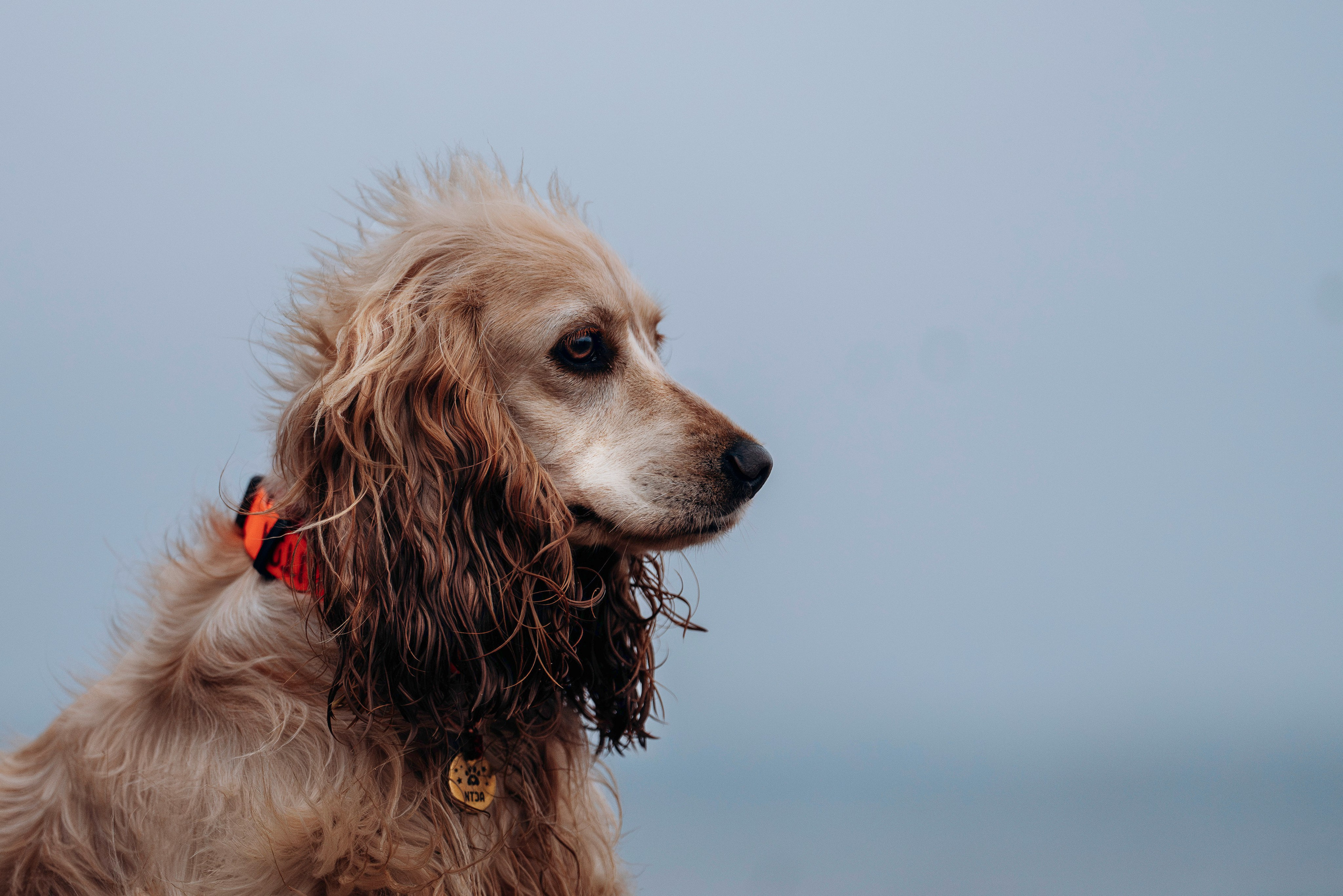 Асти, Крис и Александра. Фотограф анималист в Спб недорого Олеся Майорова
