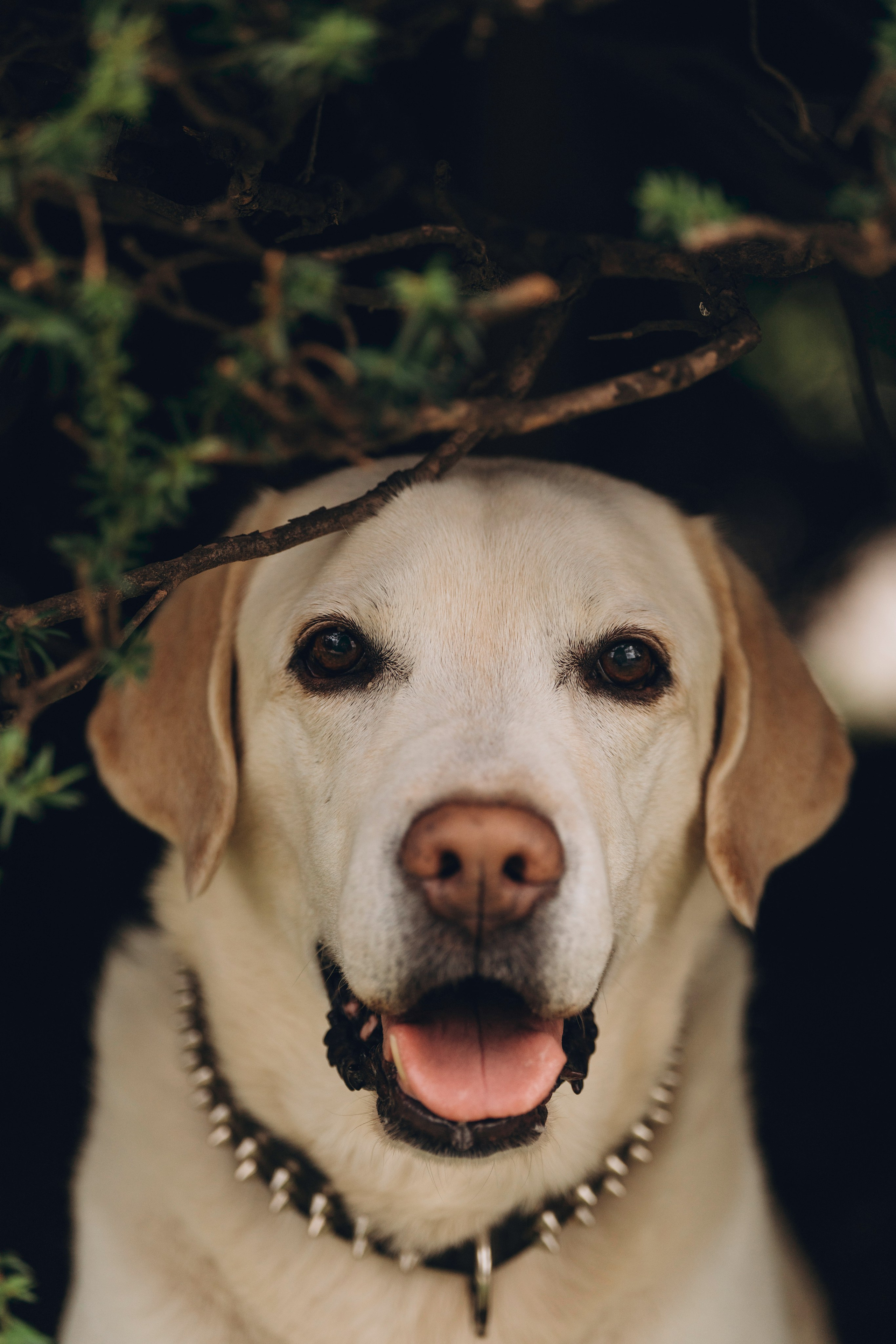 Вати, Лена и Леван. Фотограф анималист в Спб недорого Олеся Майорова