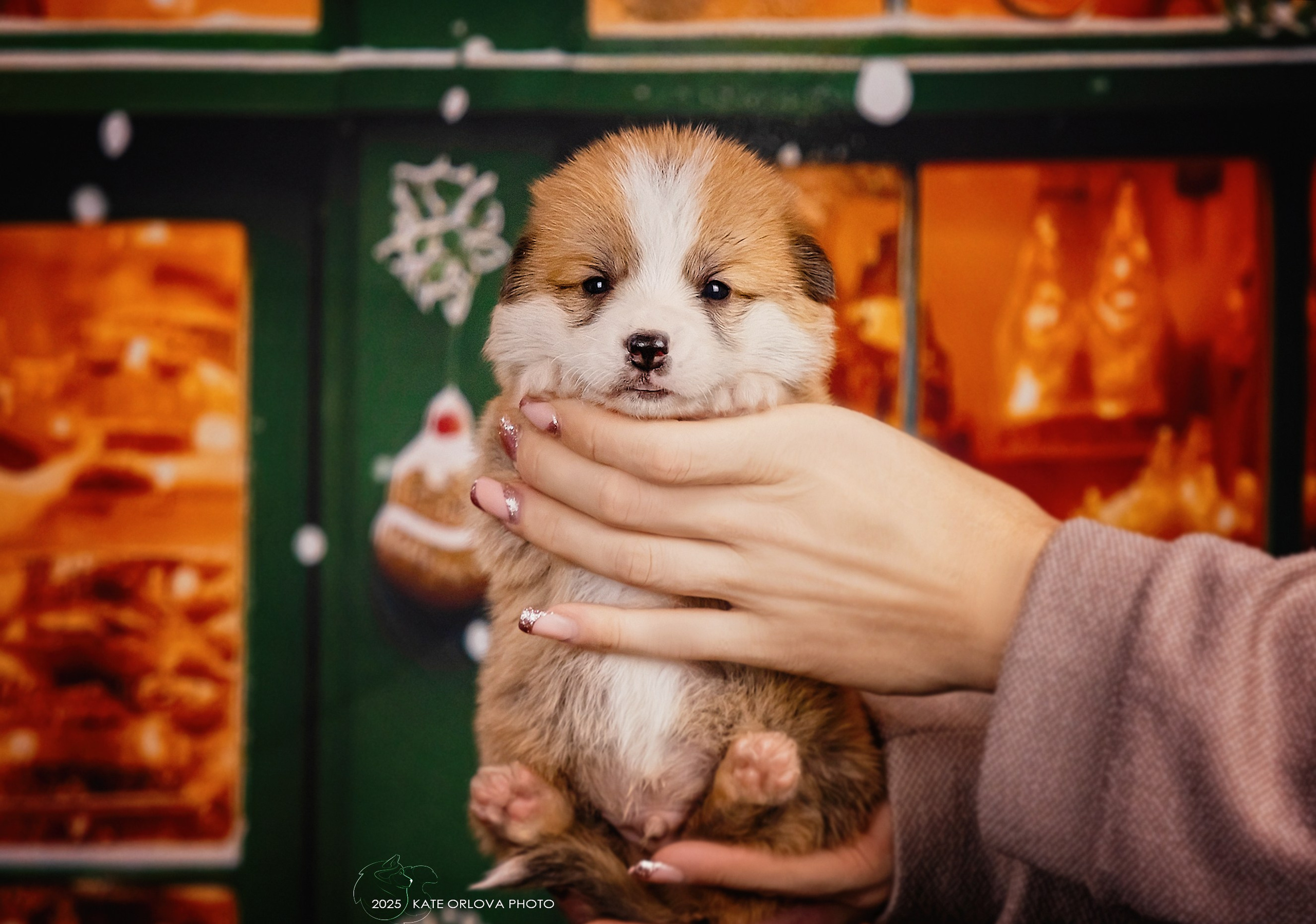 А — Кола и Цесей. Kawaii Kuma питомник собак пород Корги пемброк, Акита ину, Сиба