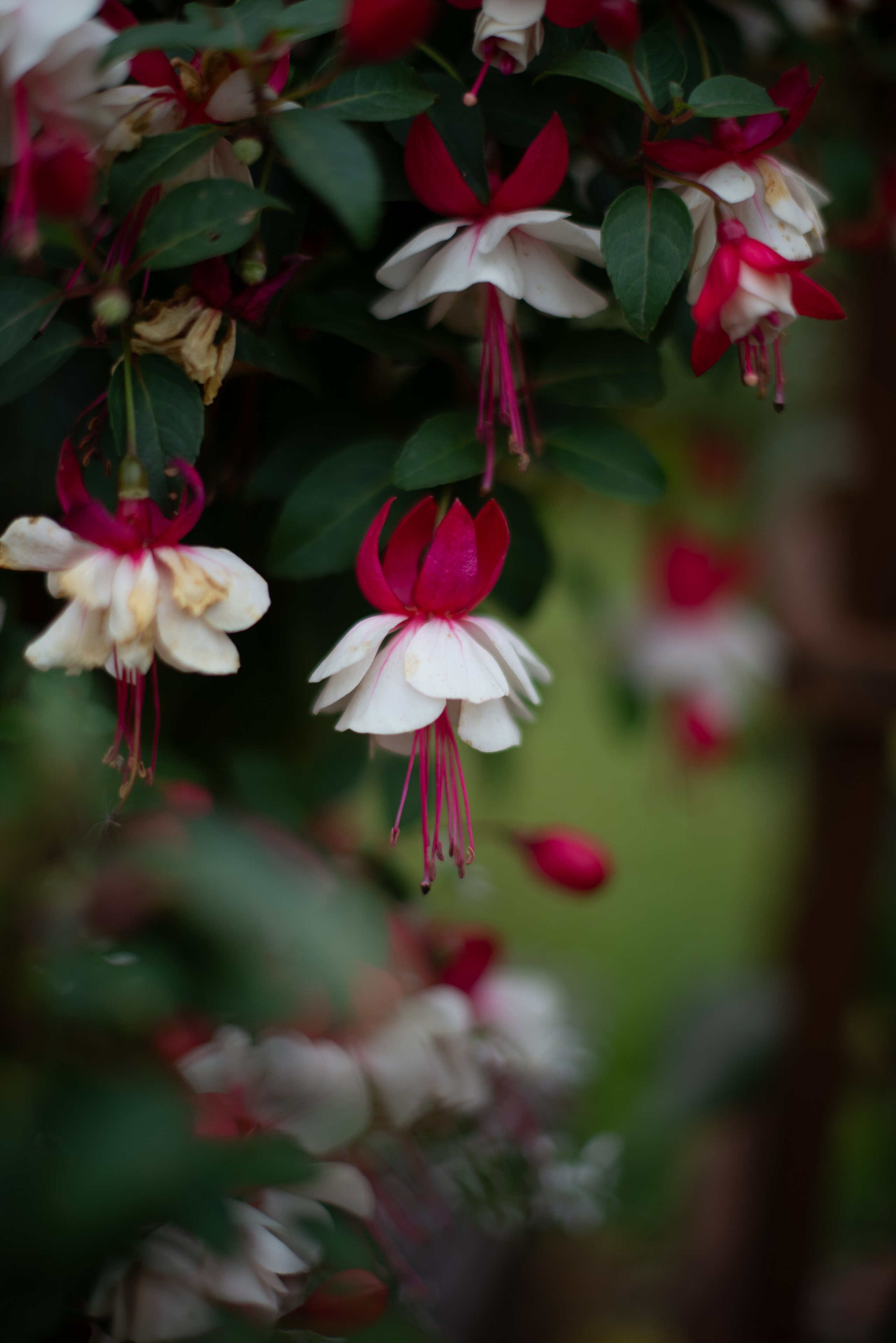 Цветы сада МГУ. Victoria Radjevna Репортажный Фотограф — Видеограф Москва • Санкт-Петербург