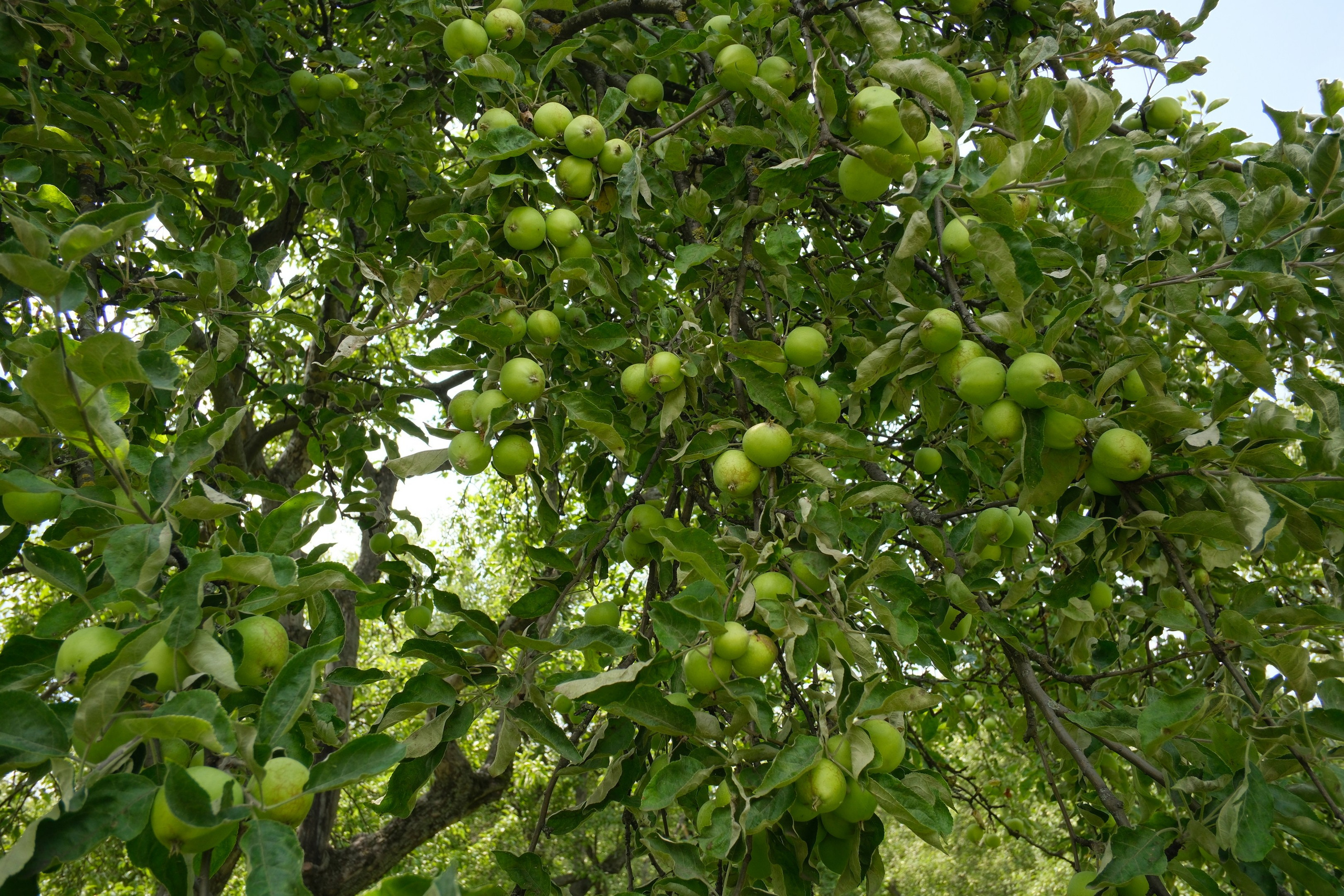 В Коломенском 07.07.2025. Улица, люди, жизнь…