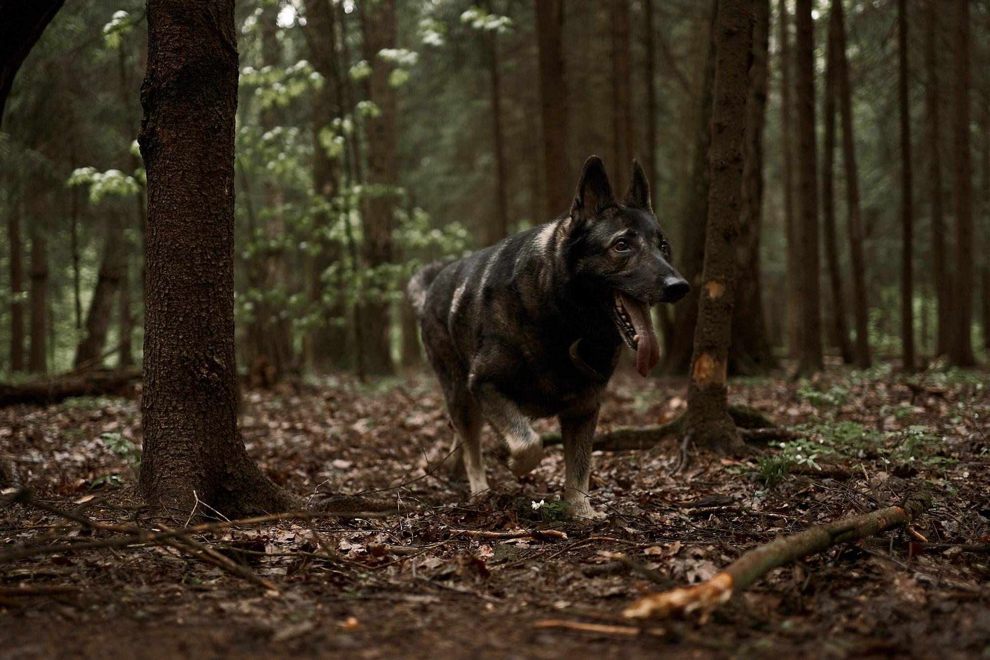 Дима, Рыжий и Воля. Фотограф анималист Москва Дарья