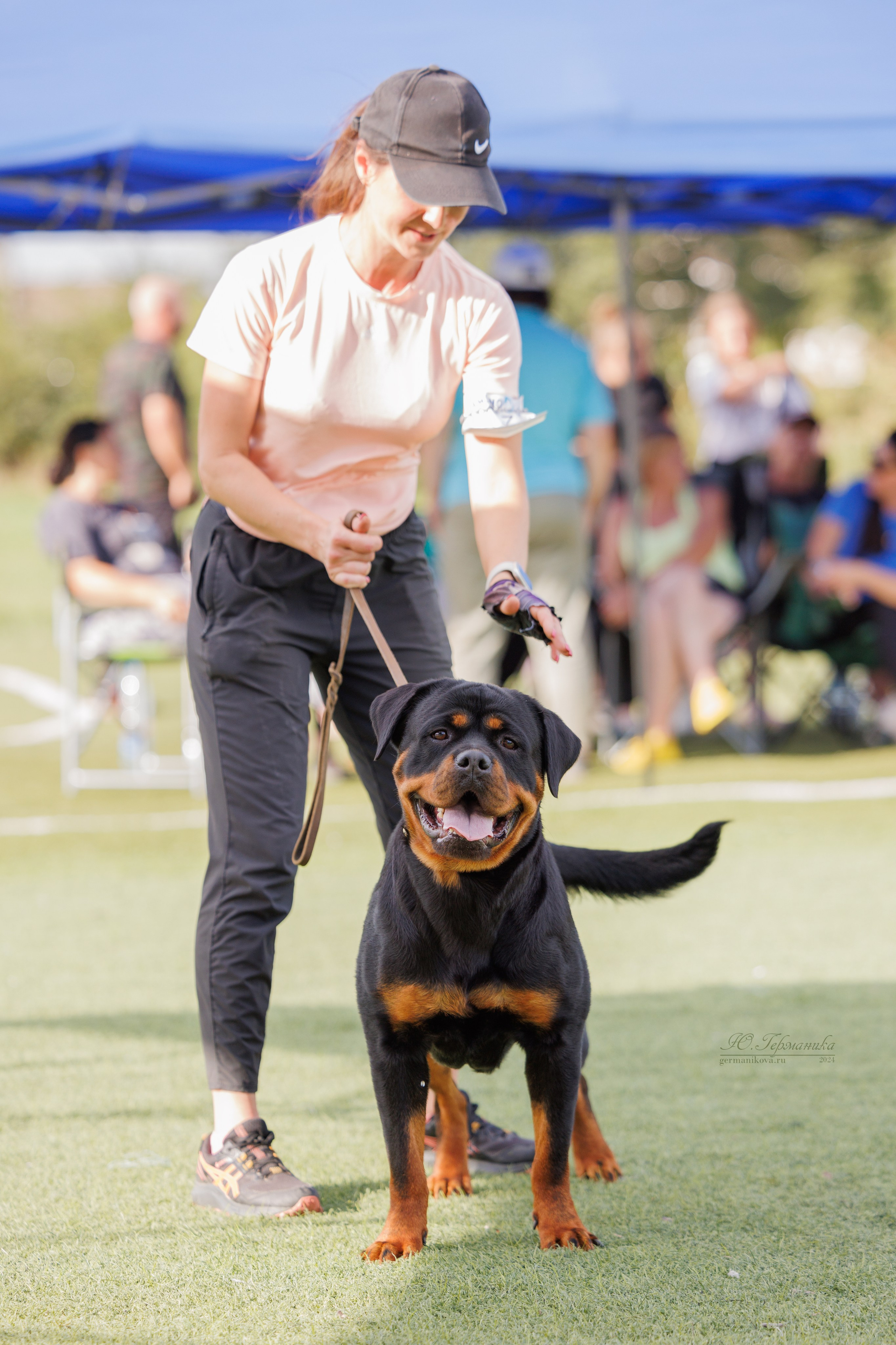 Анапа ротвейлеры 14-15.09.2024. Фотограф-анималист Юлия Германика